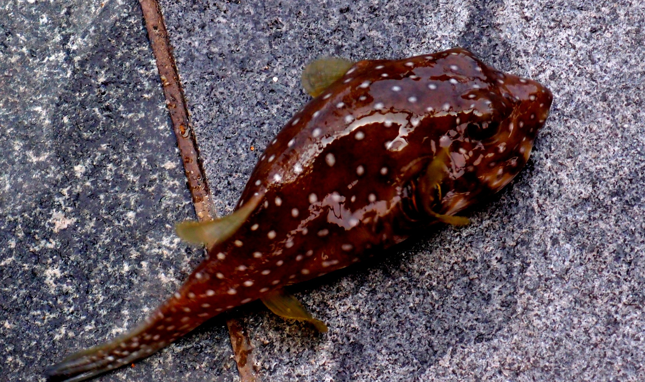 Obviously a mutant fish that has been exposed to radiation of some sort... caught in Sai Kung