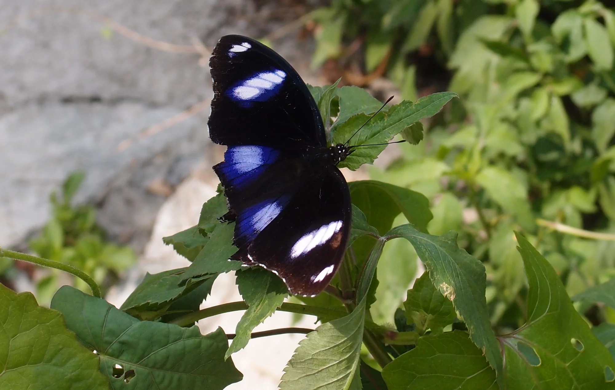 A butterfly that actually didn't fly off