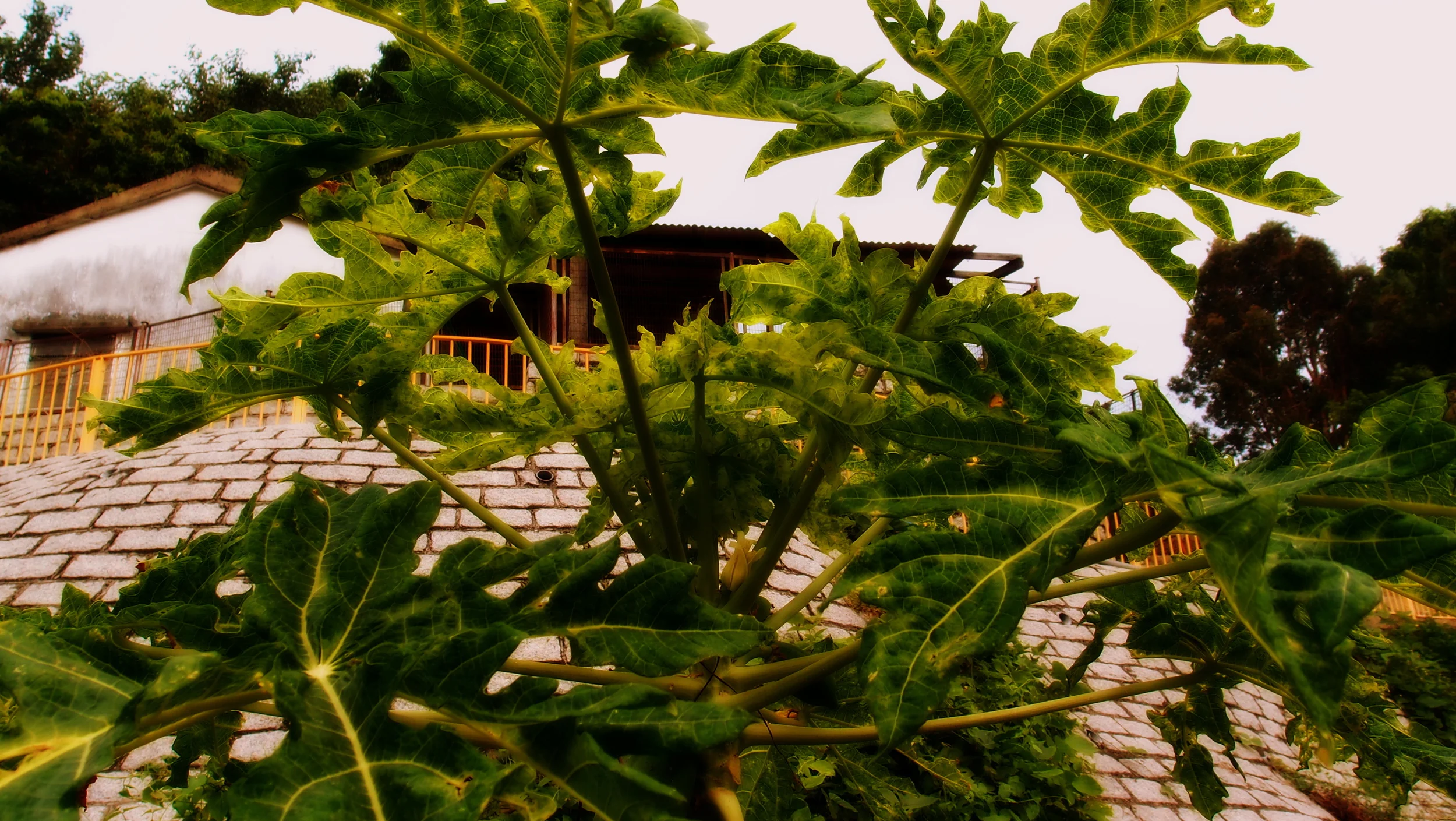 Hong Kong Private Tours Flowers, Plants, Trees in Hong Kong — J3