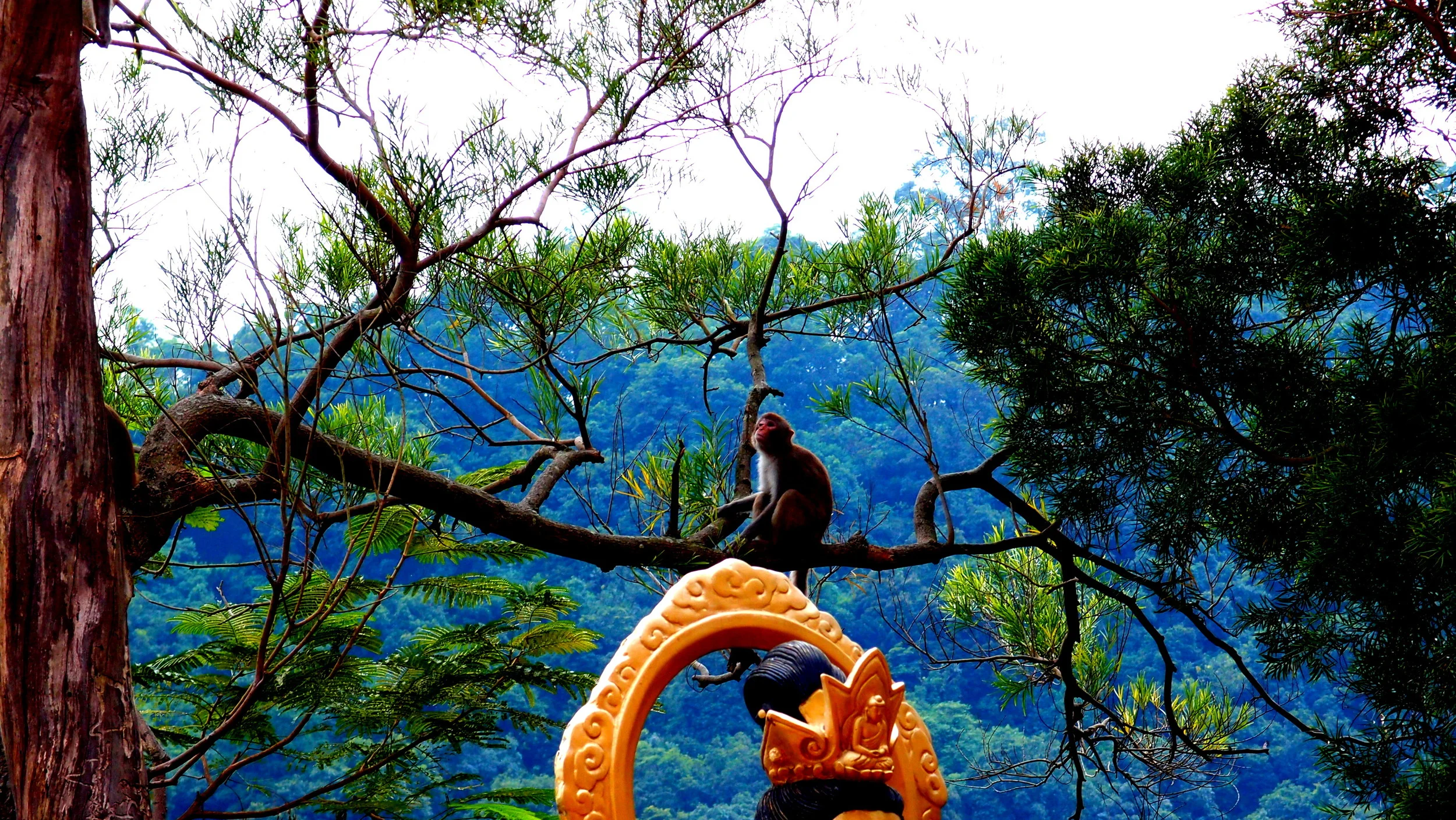 Another mad monkey at the 10,000 Buddha Monastery in Shatin