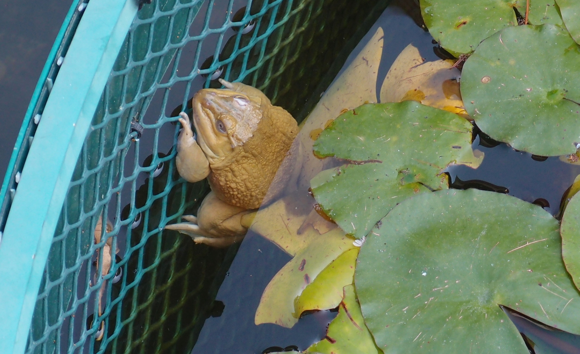 A revered frog at the Sik Sik Yuen Wong Tai Sin Temple