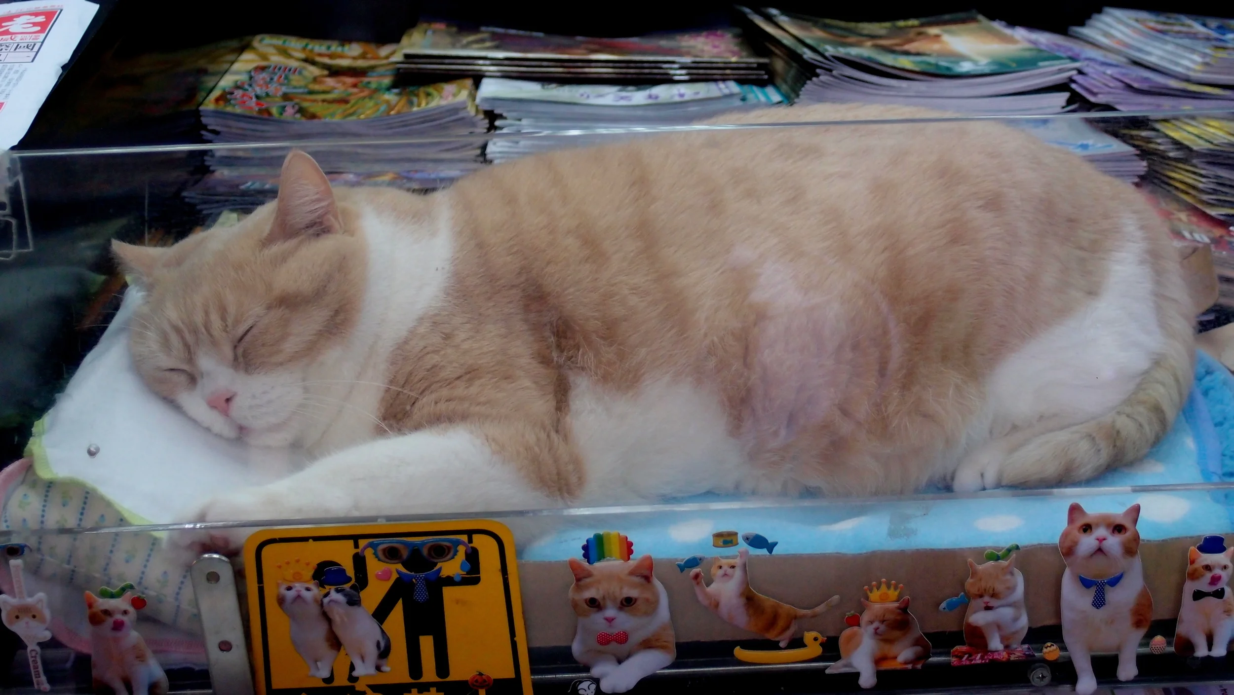 An updated image of the famous Fat Cat of TST East