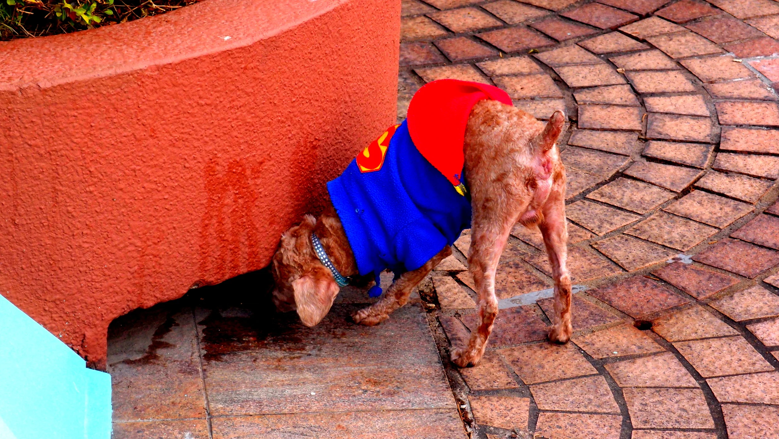 This rather bizarre dog reverted to type and did what dogs do.