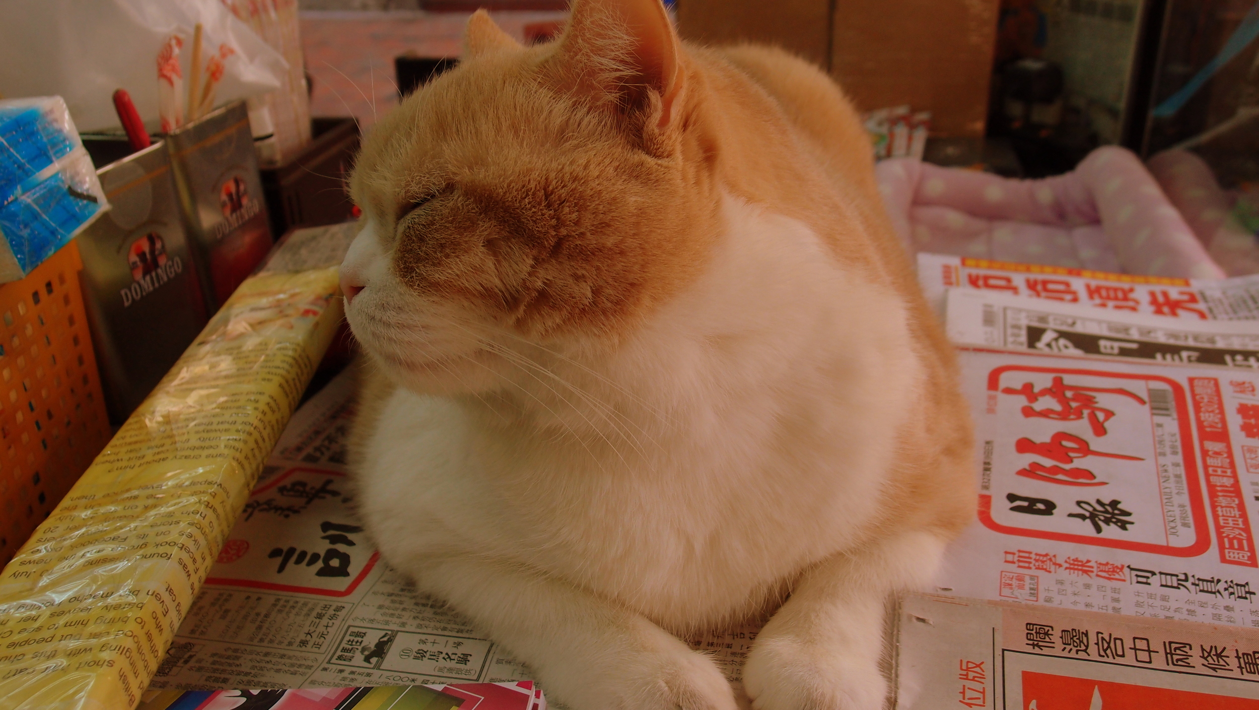 Meet Brother Creamy, this cat is a minor legend in Hong Kong, he has been on TV, posed with stars and generally laps up the attention. He is one fat cat and I love him. He resides at a little corner shop near the Hotel Icon.