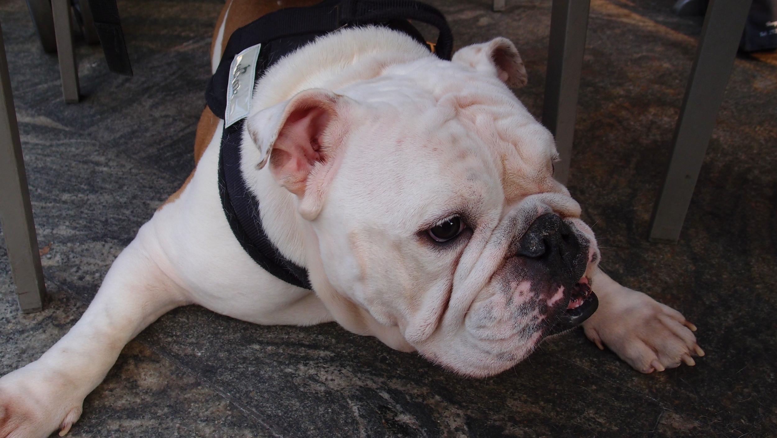 This is Hector, Hector is a British Bulldog and is simply gorgeous... what a stir he created at the Peak