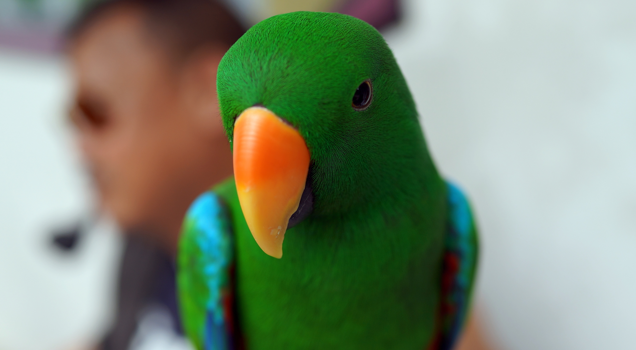I am beginning to like visiting the Yuen Po Street Bird Market in Mongkok, quite fascinating actually - this is one of my better images