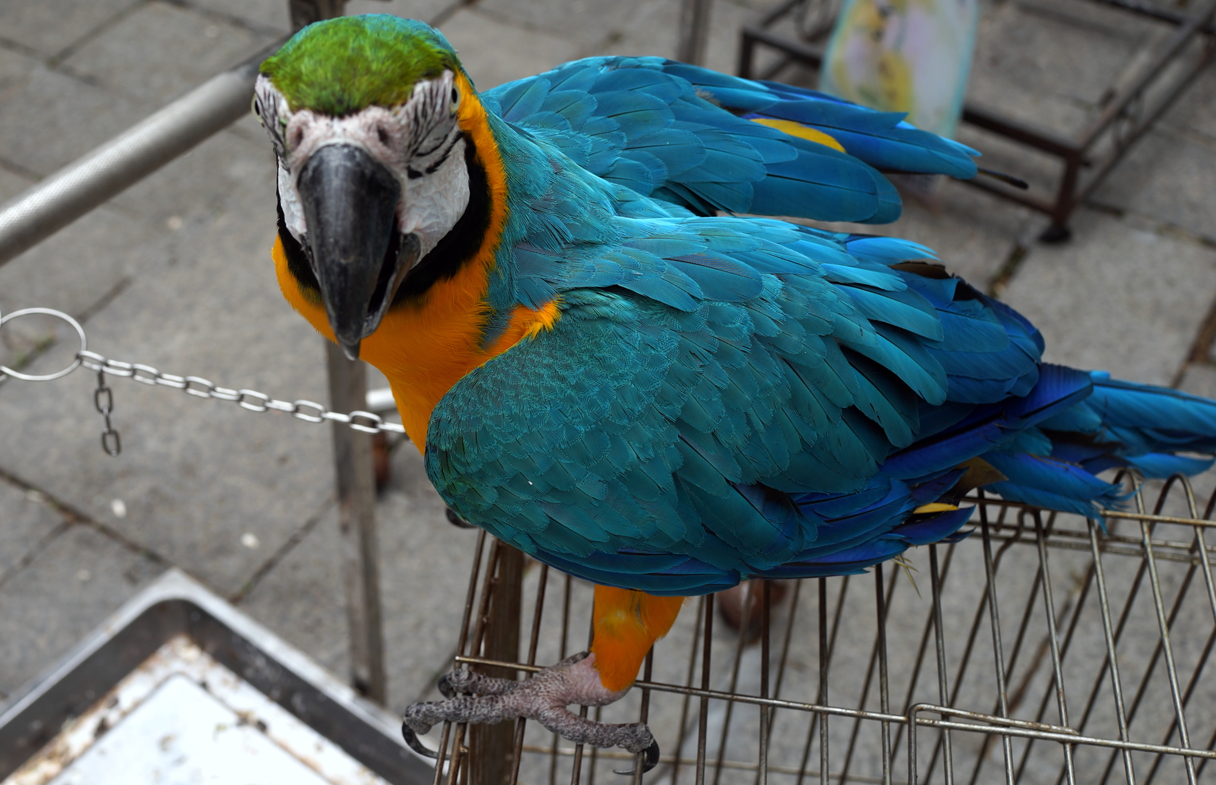 This bird is always getting into a bit of a flap...