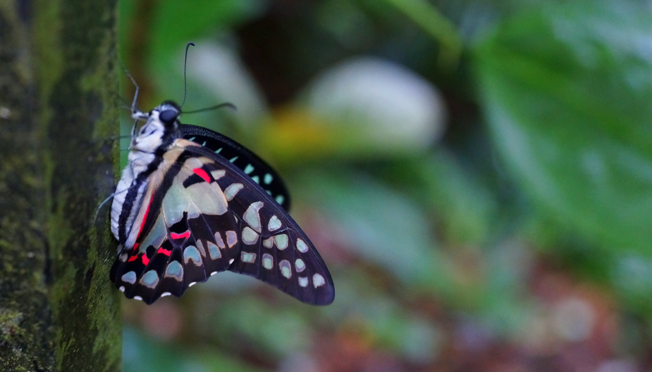 For me anyway, a rare butterfly shot