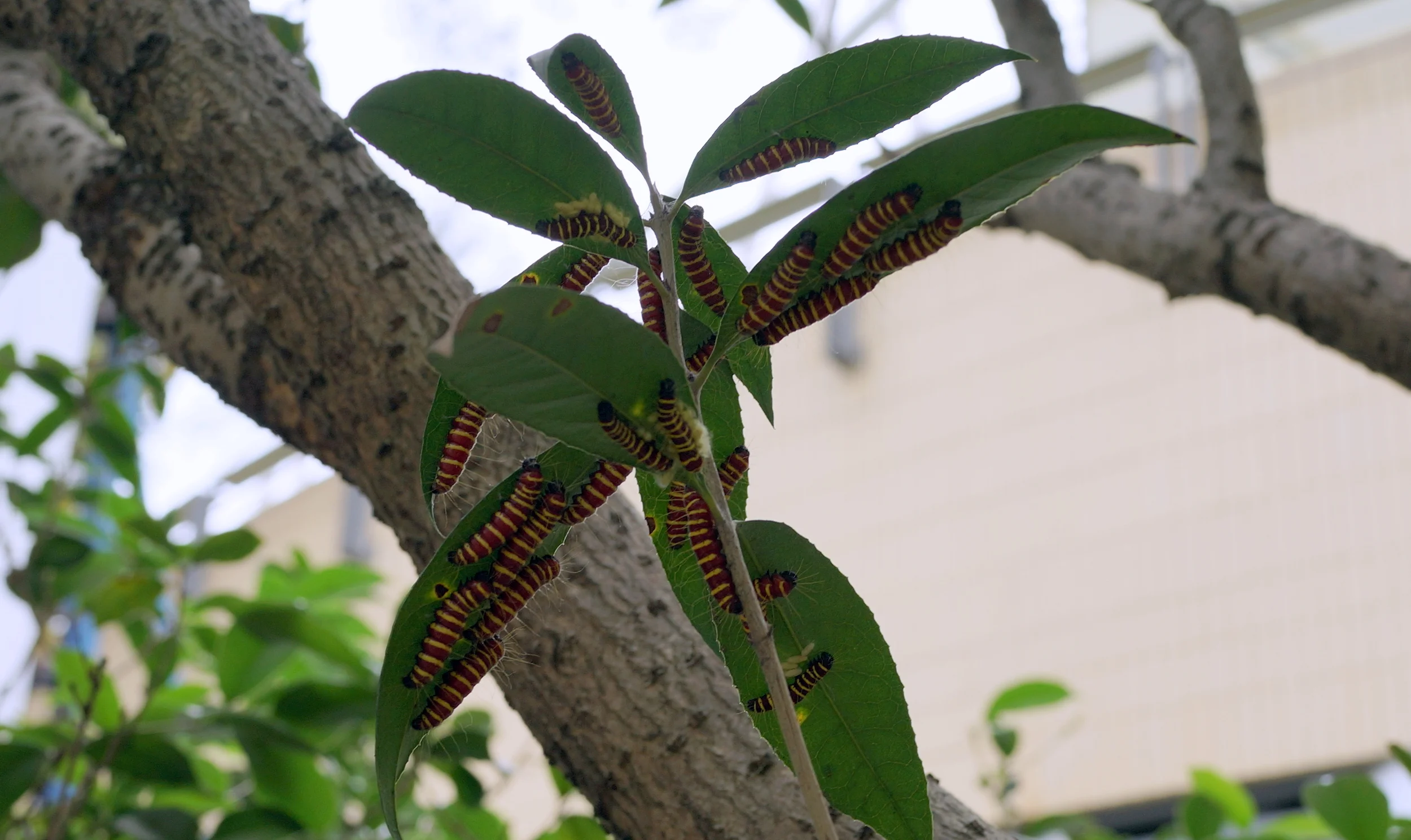 Lots of big hungry caterpillars eating leaves.....