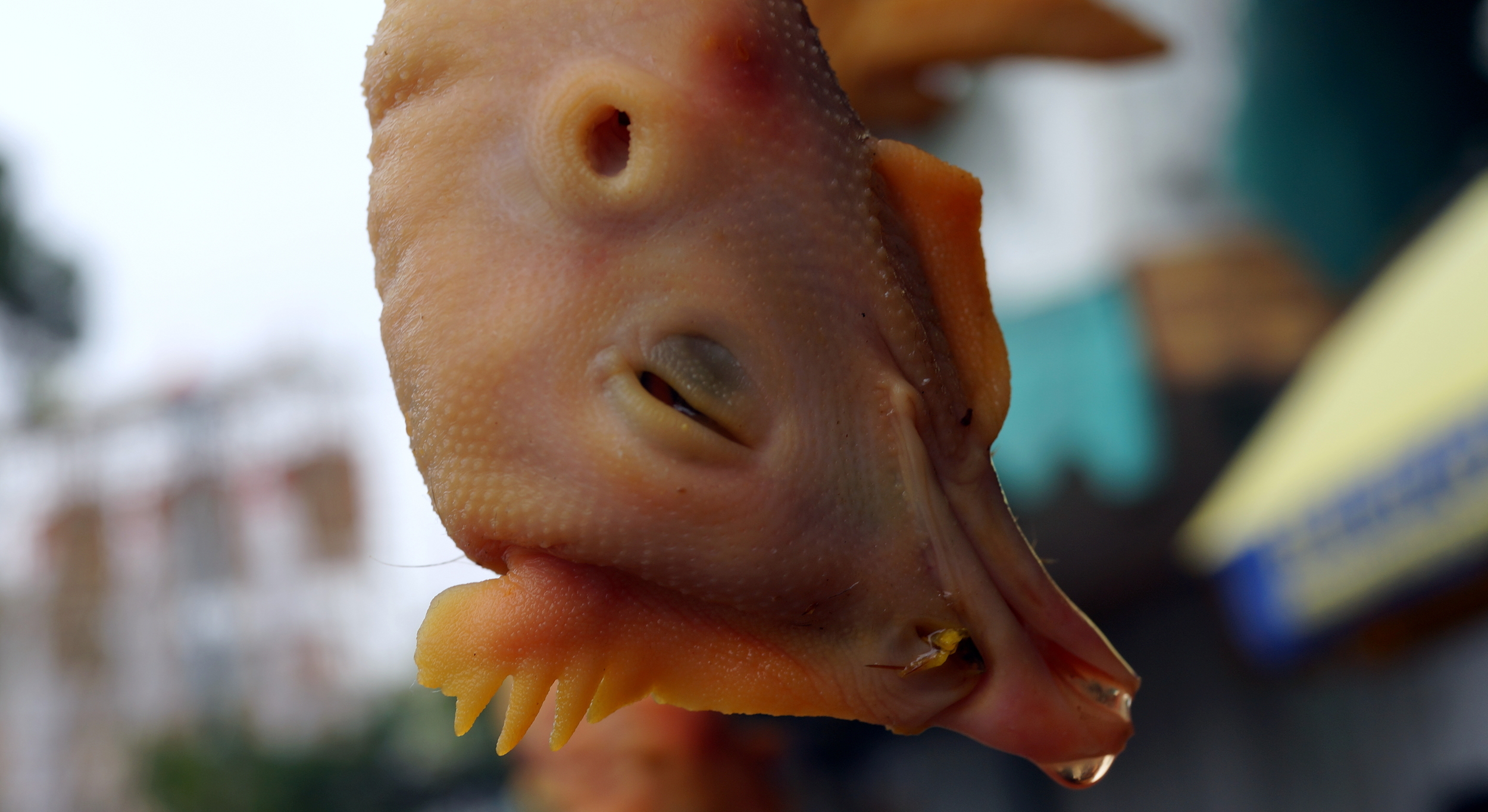Not a happy chicken