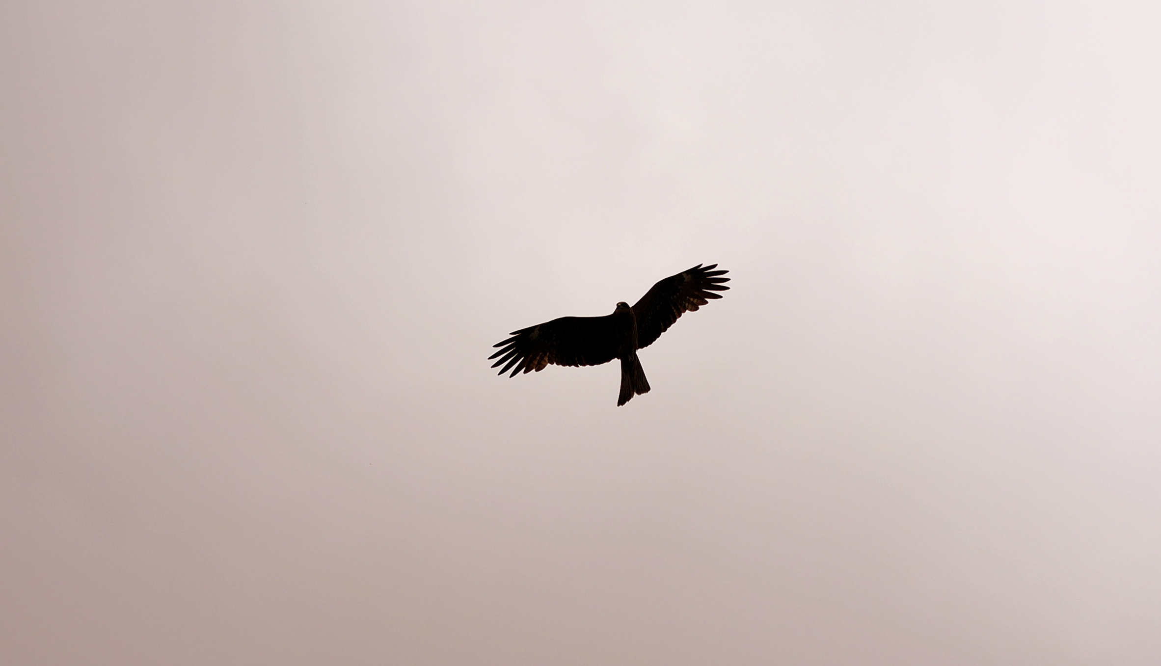 A common sight in the skies of Hong Kong - the Kite.