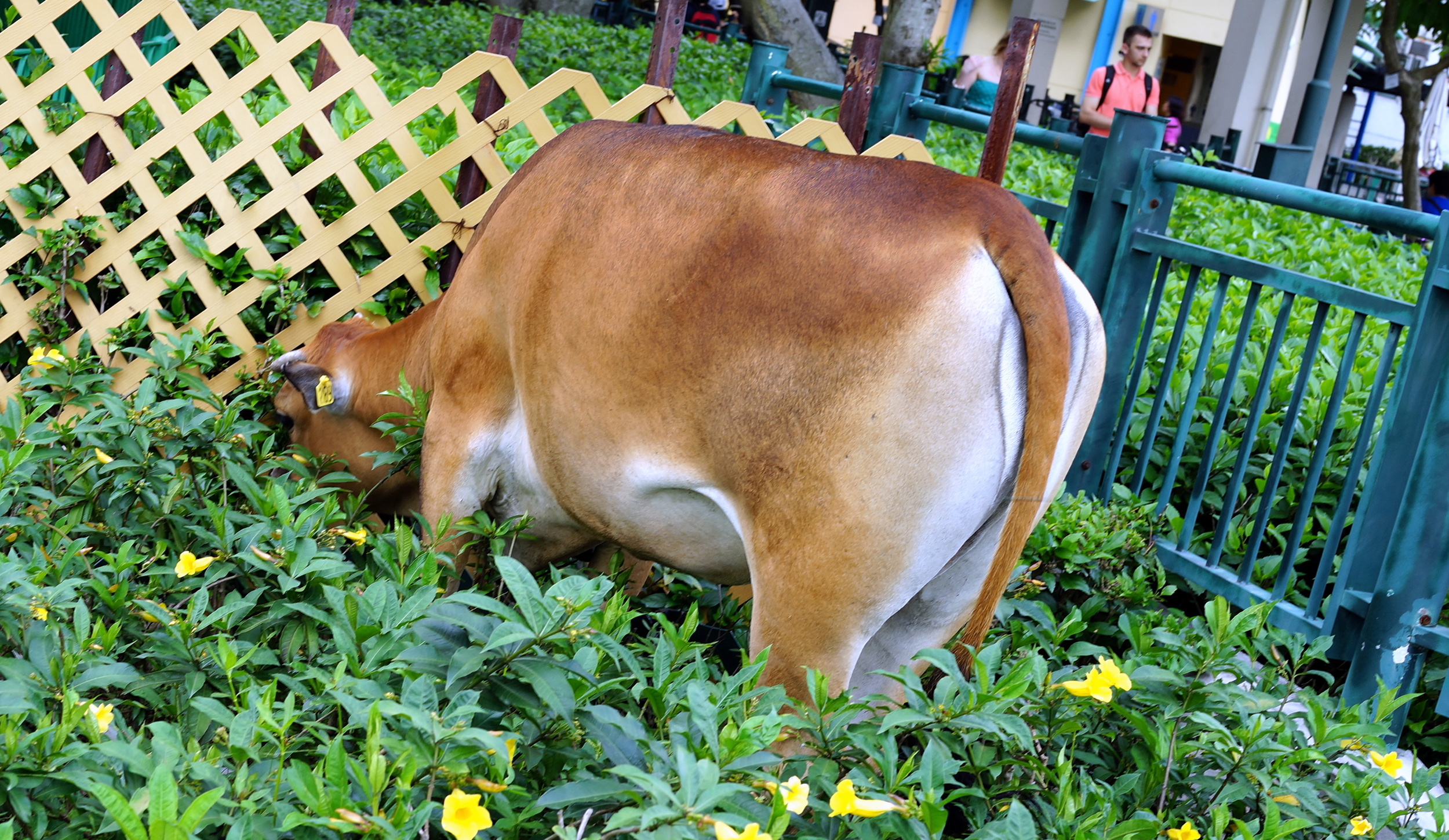 Not quite as random as it looks (it has a tag) this is one of the "wild cows of Lantau"