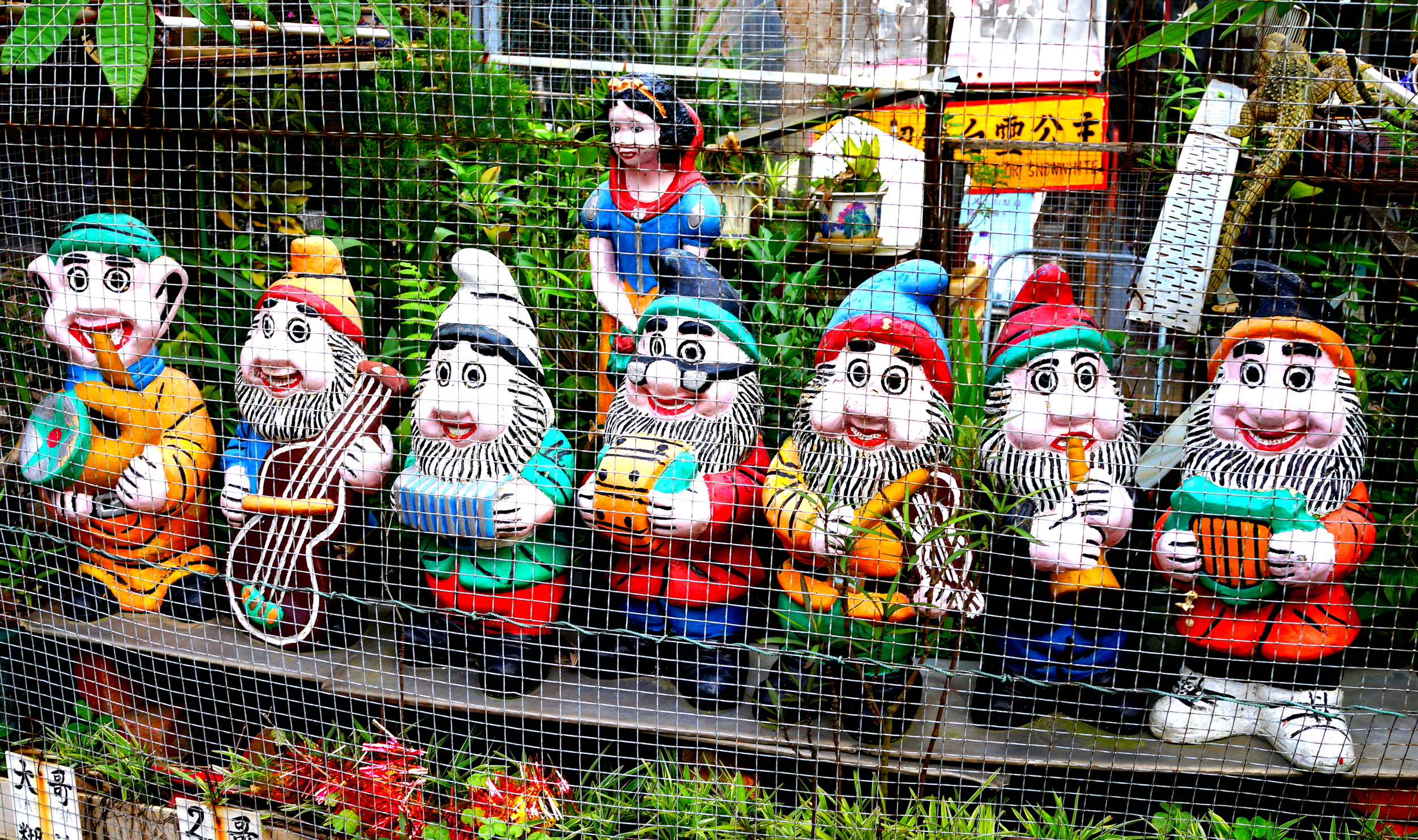 Snow White a Tai O