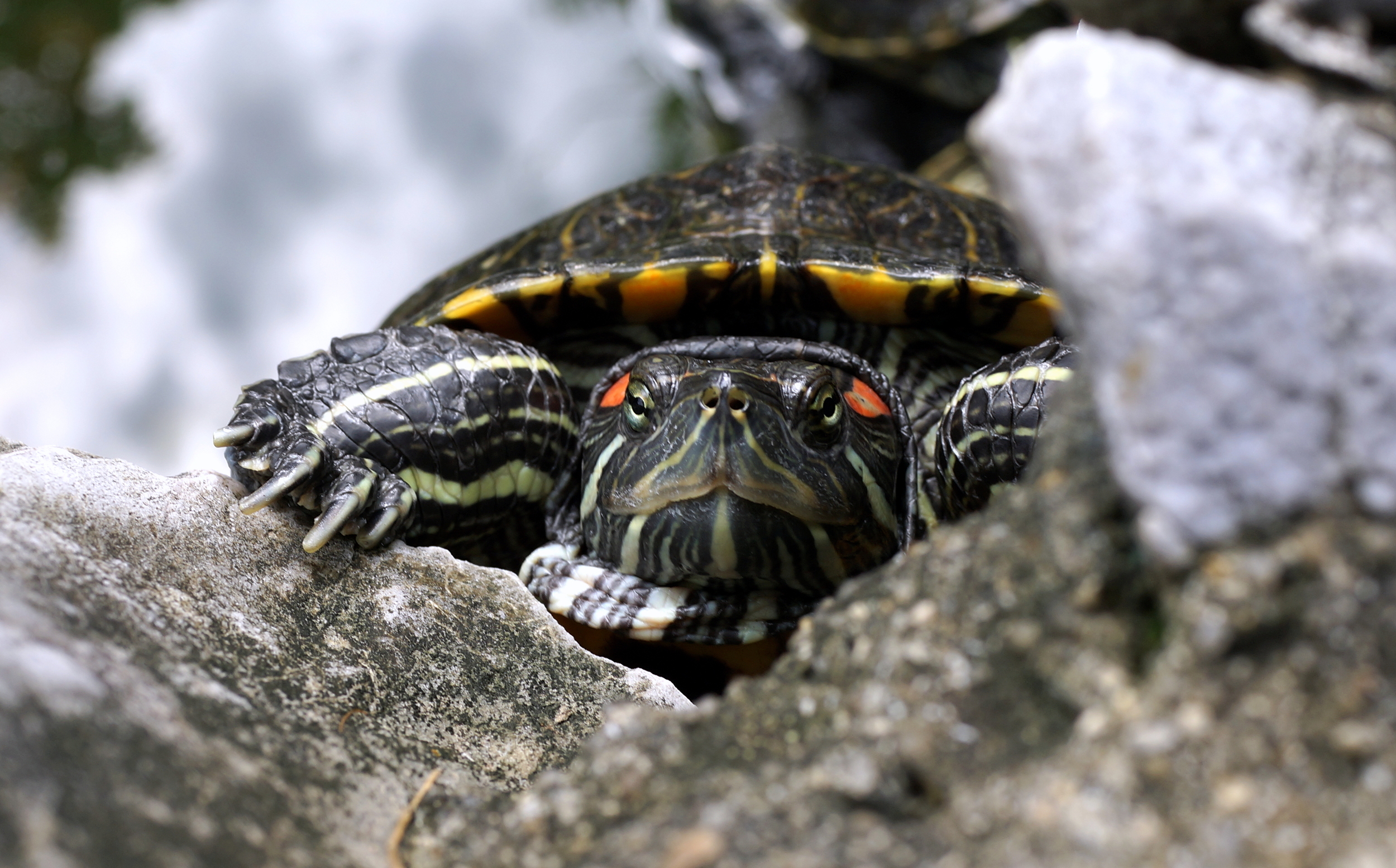 I am thinking of creating a subset of images on my Flickr site for death stares - this is one of the better ones! a turtle at the Sik Sik Yuen Wong Tai Sin Temple.