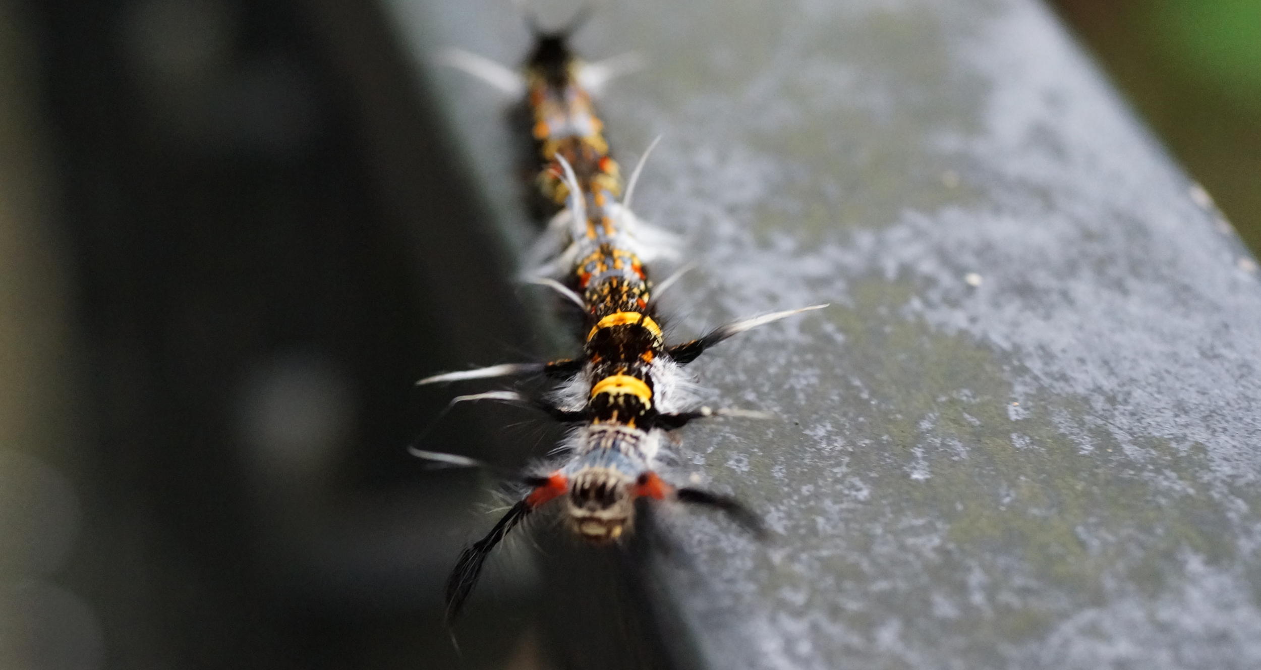 A creepy bug at the Peak with a somewhat human face