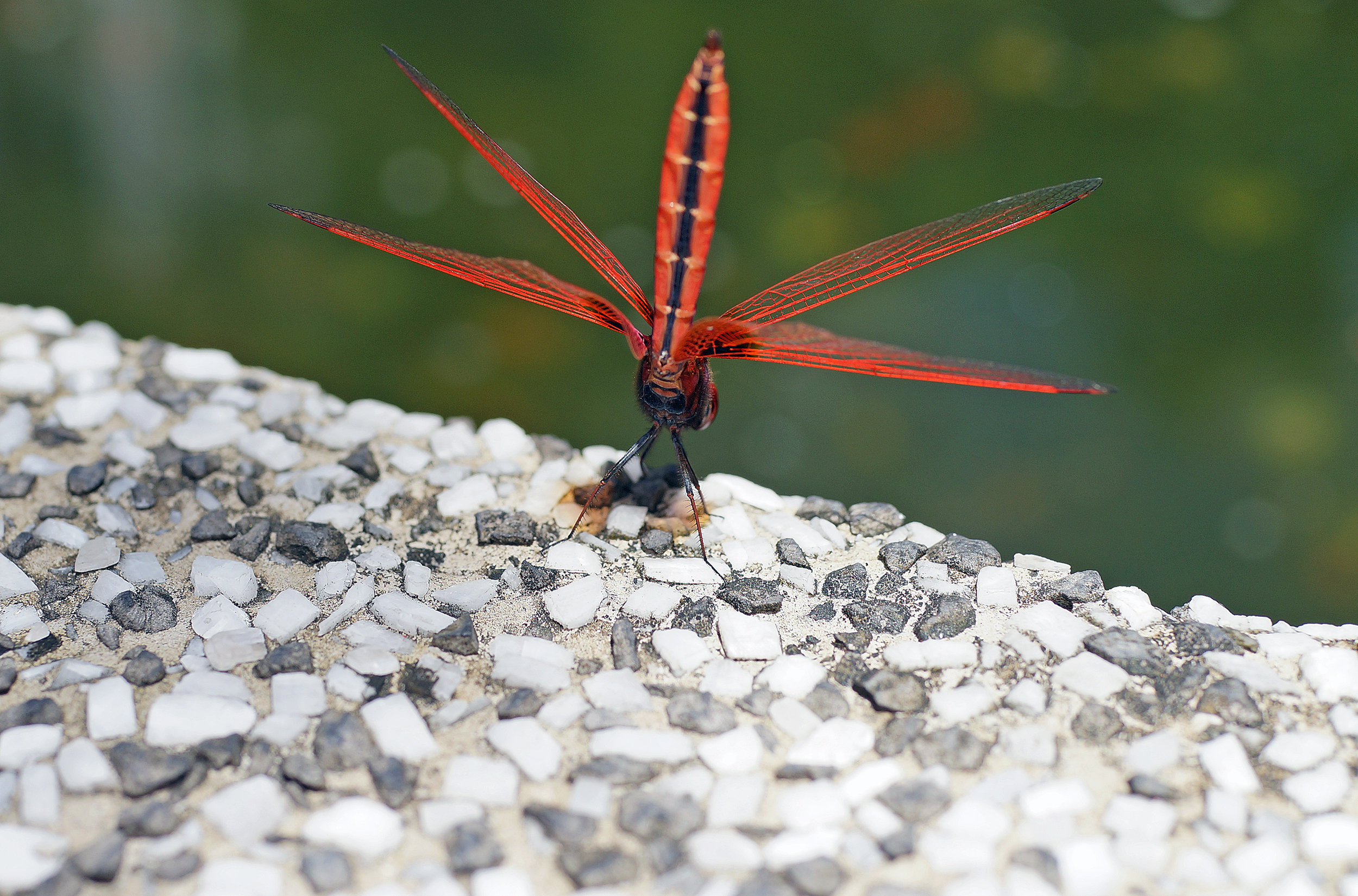 This is my first ever shot of a dragonfly - they are even more elusive and hard to pin down than a butterfly.
