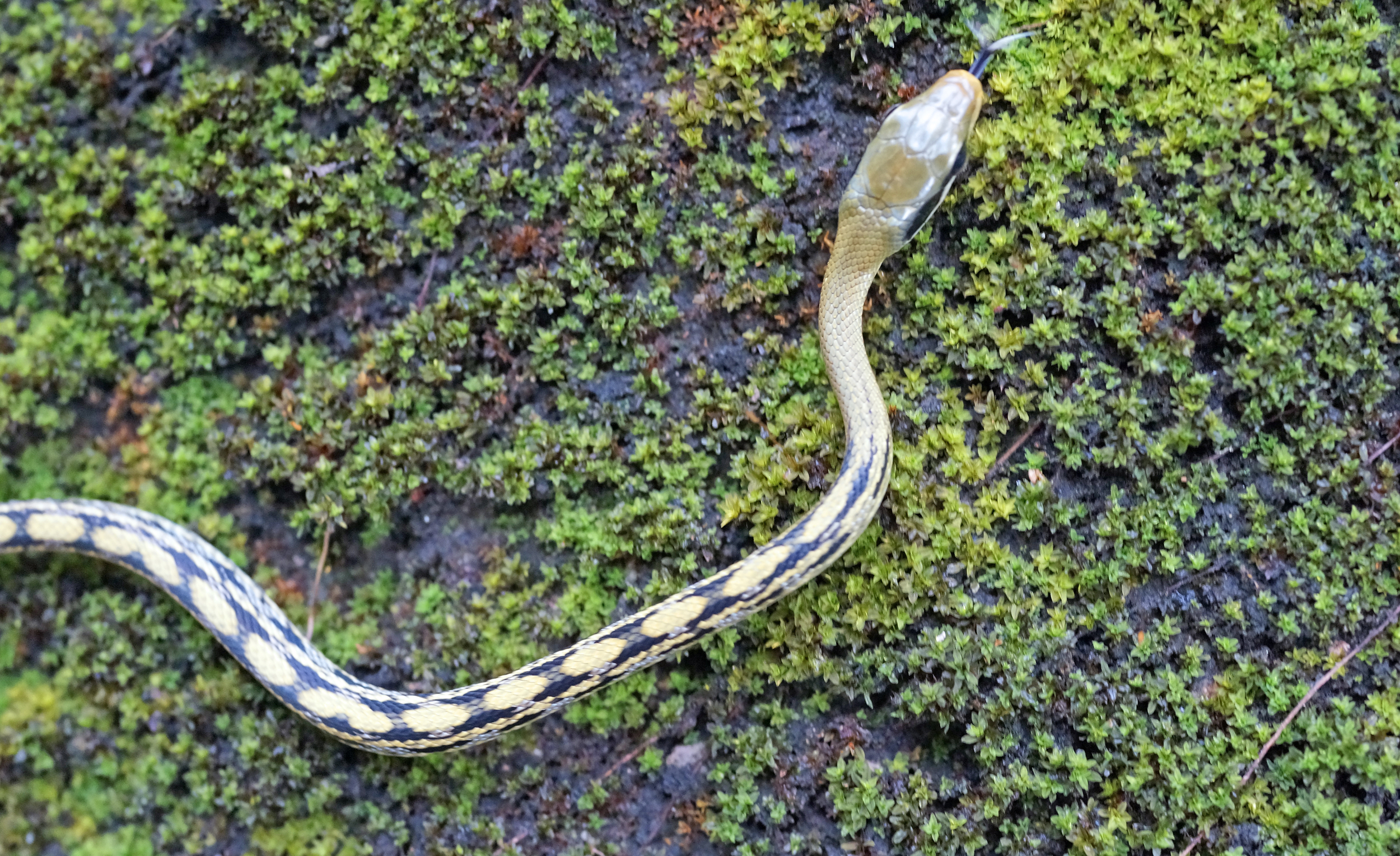 Meet the Beauty Snake which is found only on Hong Kong Island - I came across this little blighter at the Peak and naturally I felt the need to get the shot - generally I run away when I see a Cobra! but as this clearly wasn't a Cobra or the nefarious Pit Viper I felt it was ok to get close.... looked lovely and it moved very, very quickly and up a steep moss covered slope - finally proof of snakes at Victoria Peak!