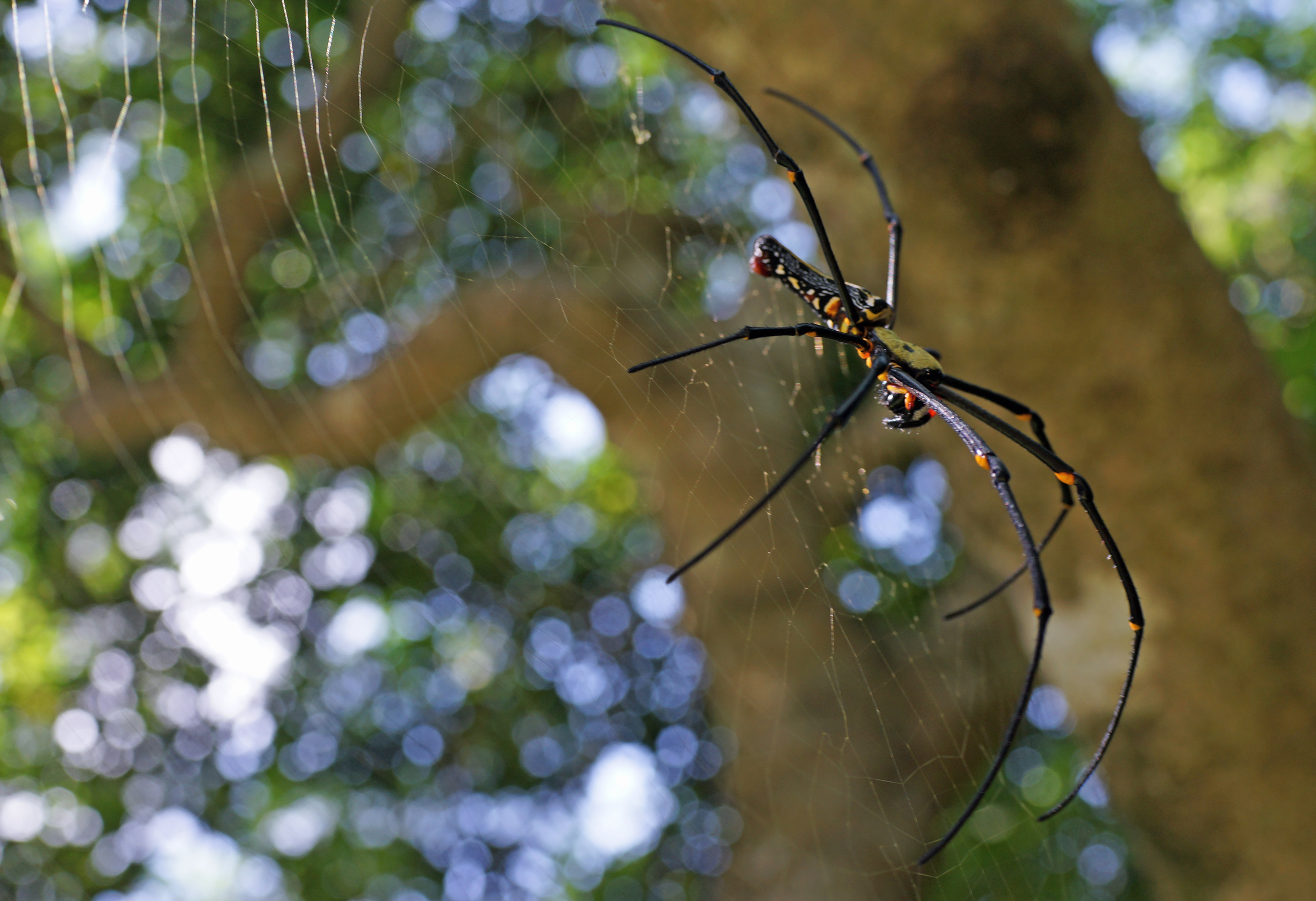 Yup, it is my old friend the Golden Orb spider at Victoria Peak