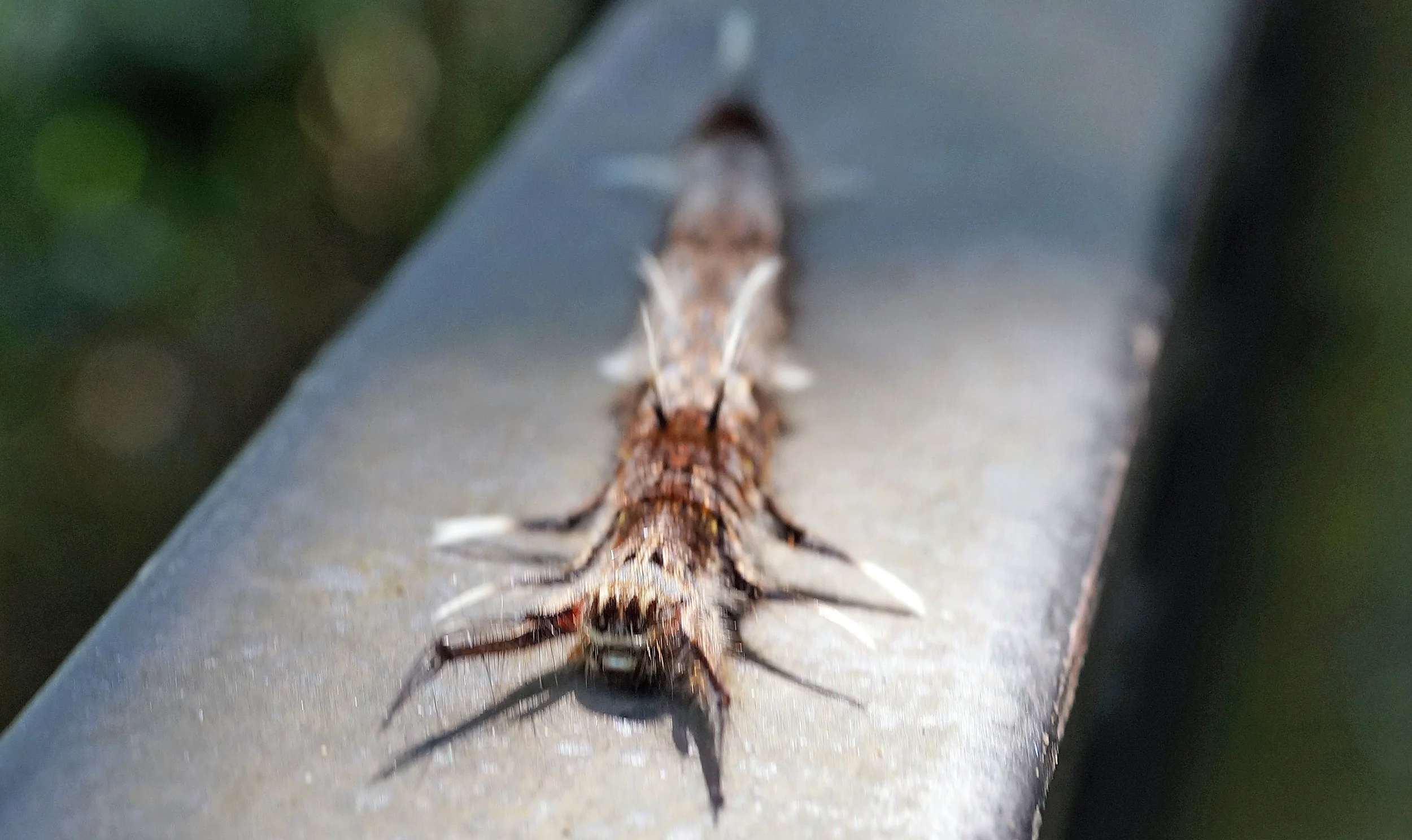 I just love this caterpillar with the very spooky human like face...