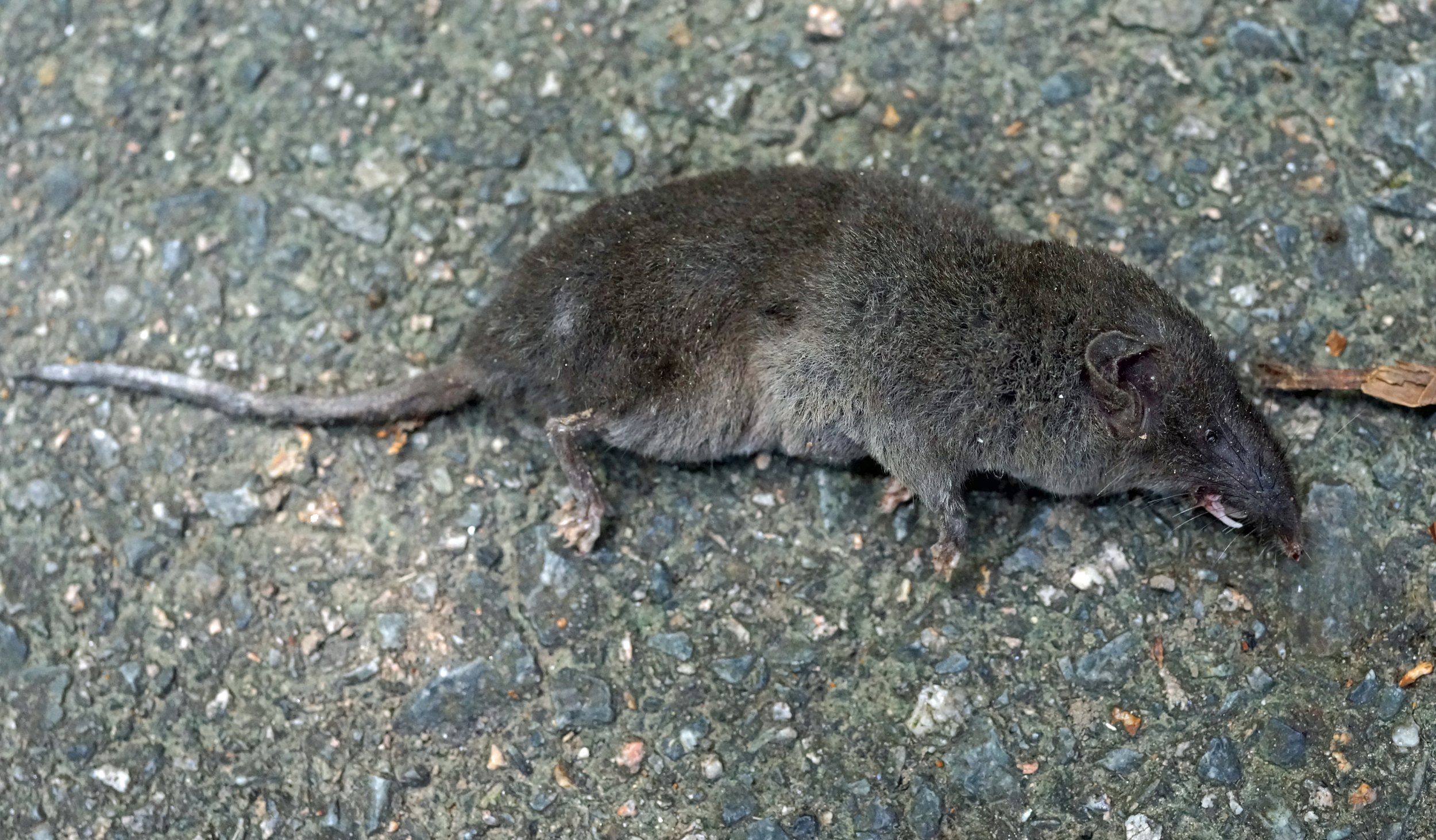 A very rare sight at the Peak a somewhat sorry looking ex mouse!