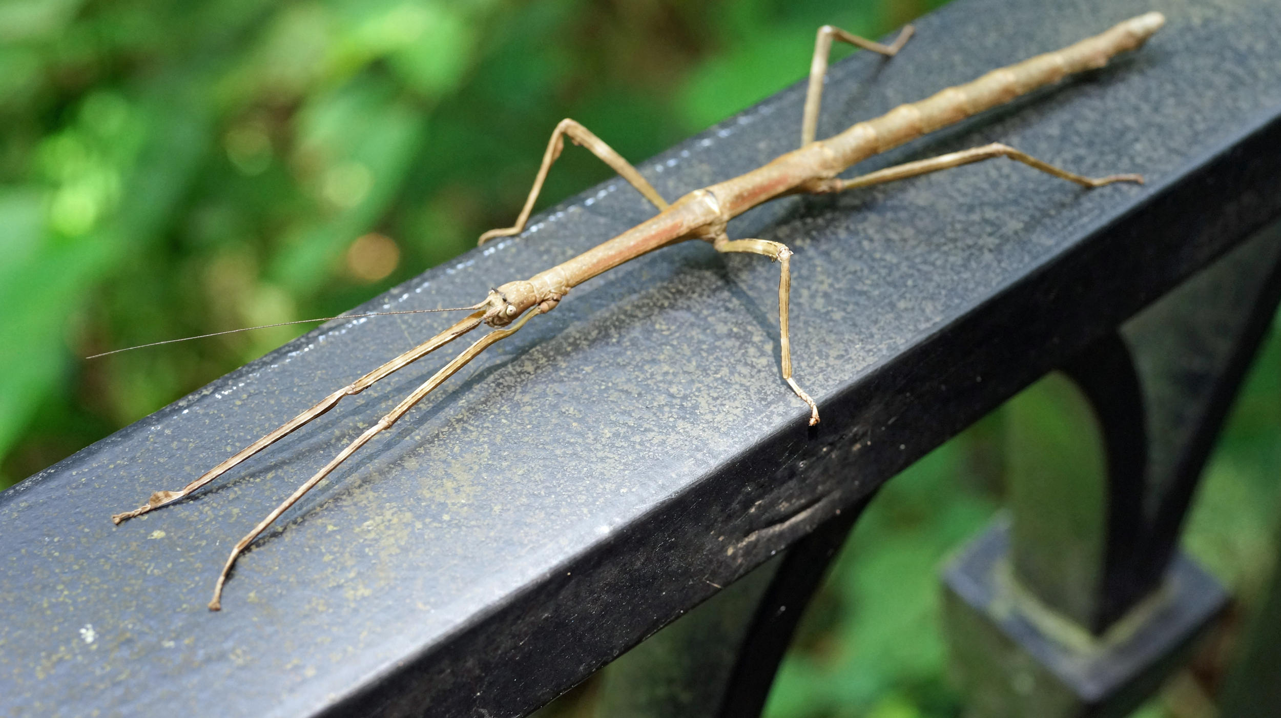 Rather menacing stick insect at the Peak, we do not have an abundance of wildlife so this is one of our more interesting creatures