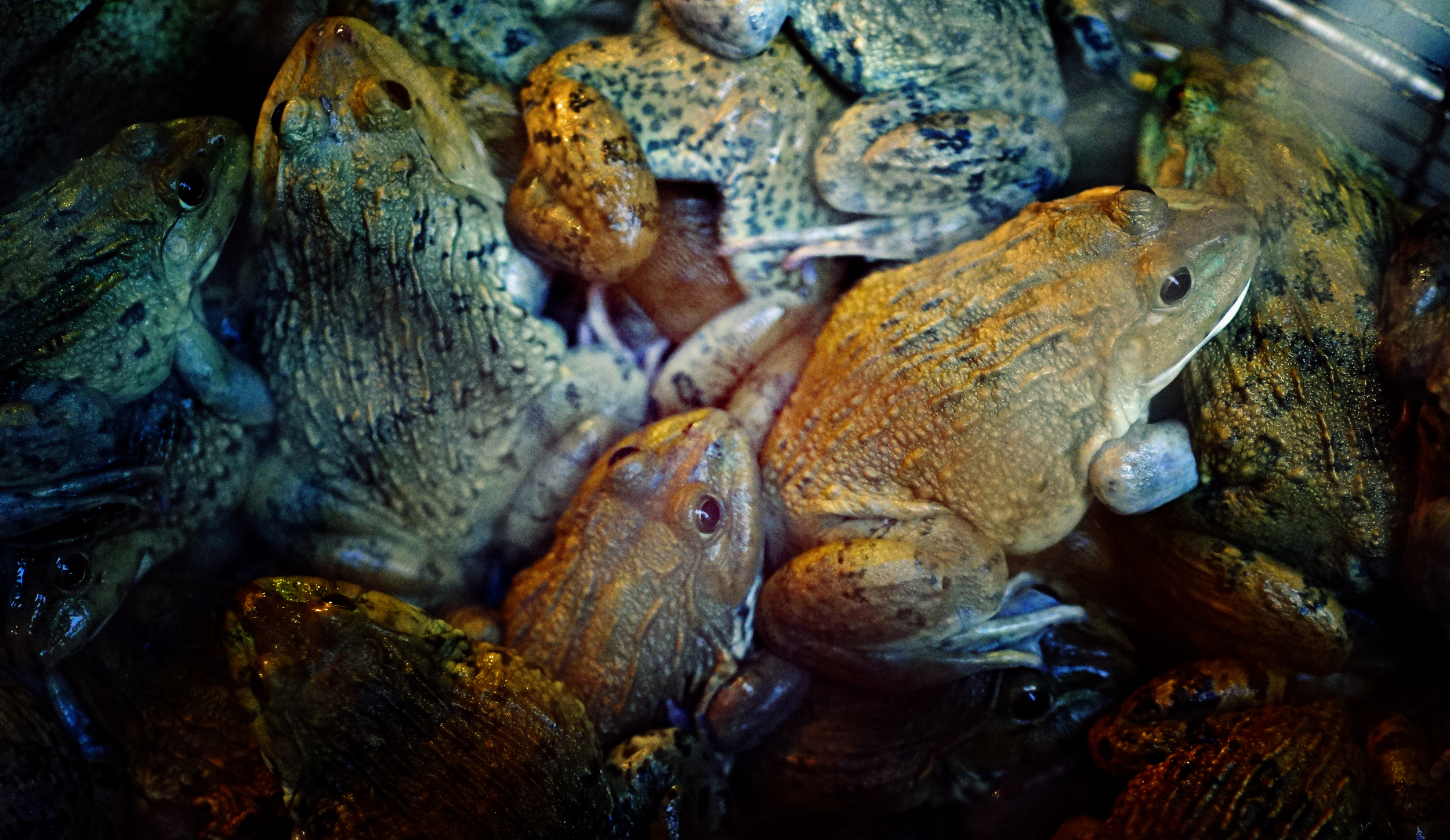 Frogs are the new delicacy in Hong Kong and are now very common in our wet markets - they are crammed into small cages to await their fate which is swift and brutal, the head gets lopped off, guts are removed and they are then skinned and it takes about 10 seconds..