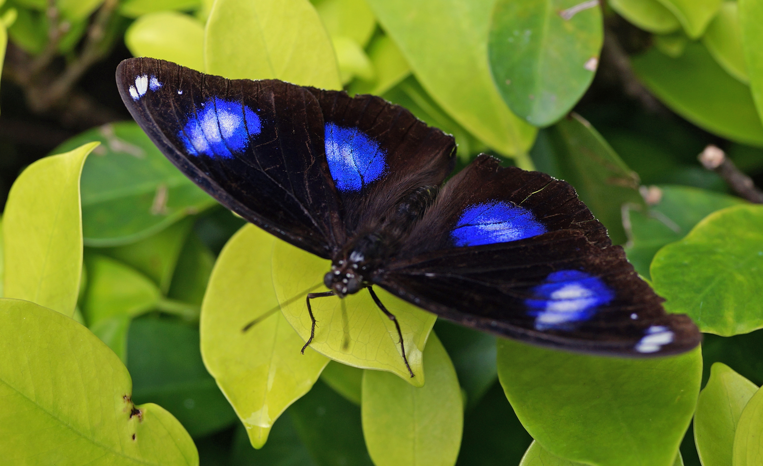 Butterflies never seem to sit still for me so I was quite lucky to get this magnificent specimen in Hong Kong Park.