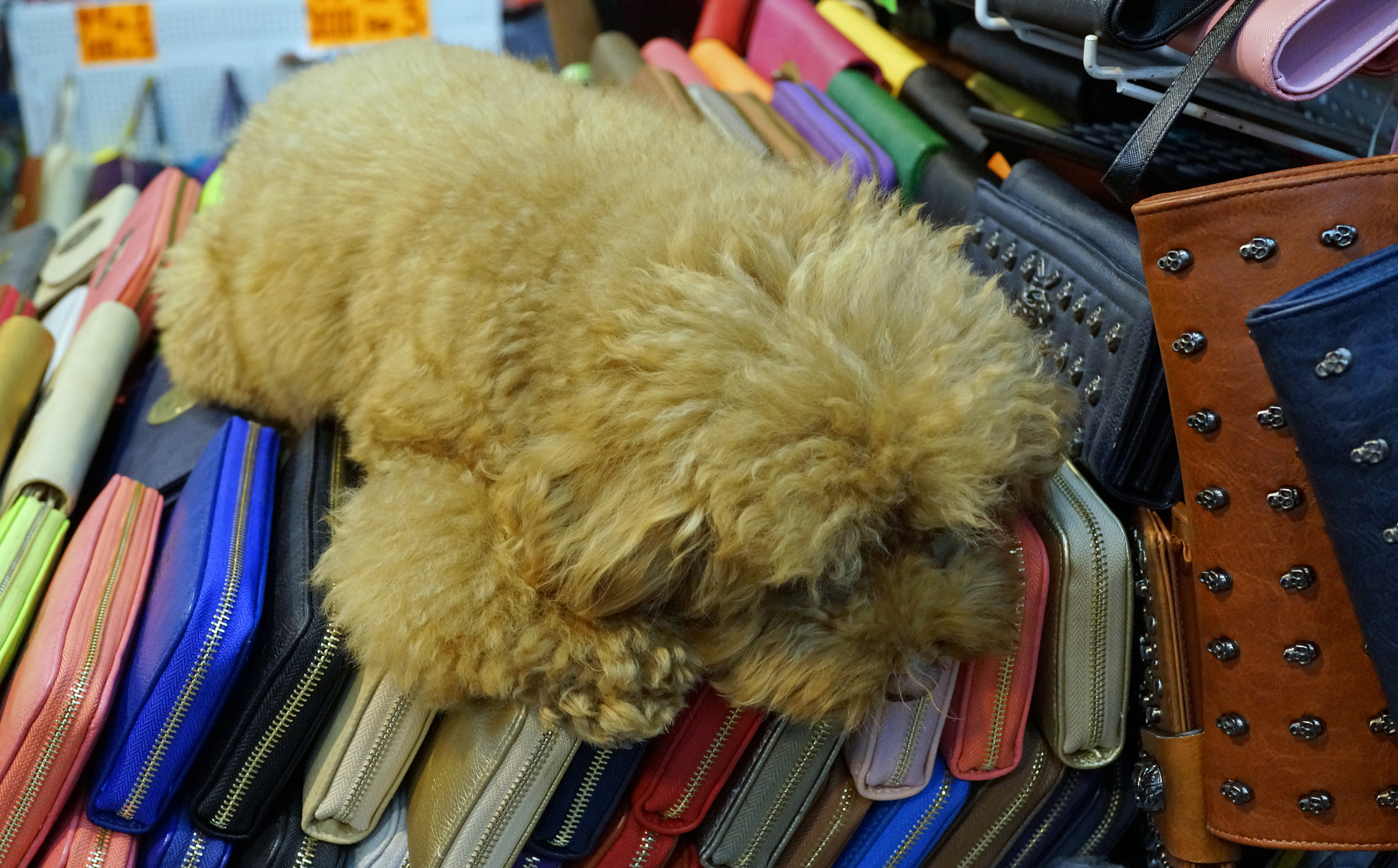 I am pretty sure I wouldn't want to buy products that have had a couple of dogs lying on them all day! - as seen in Stanley Market.