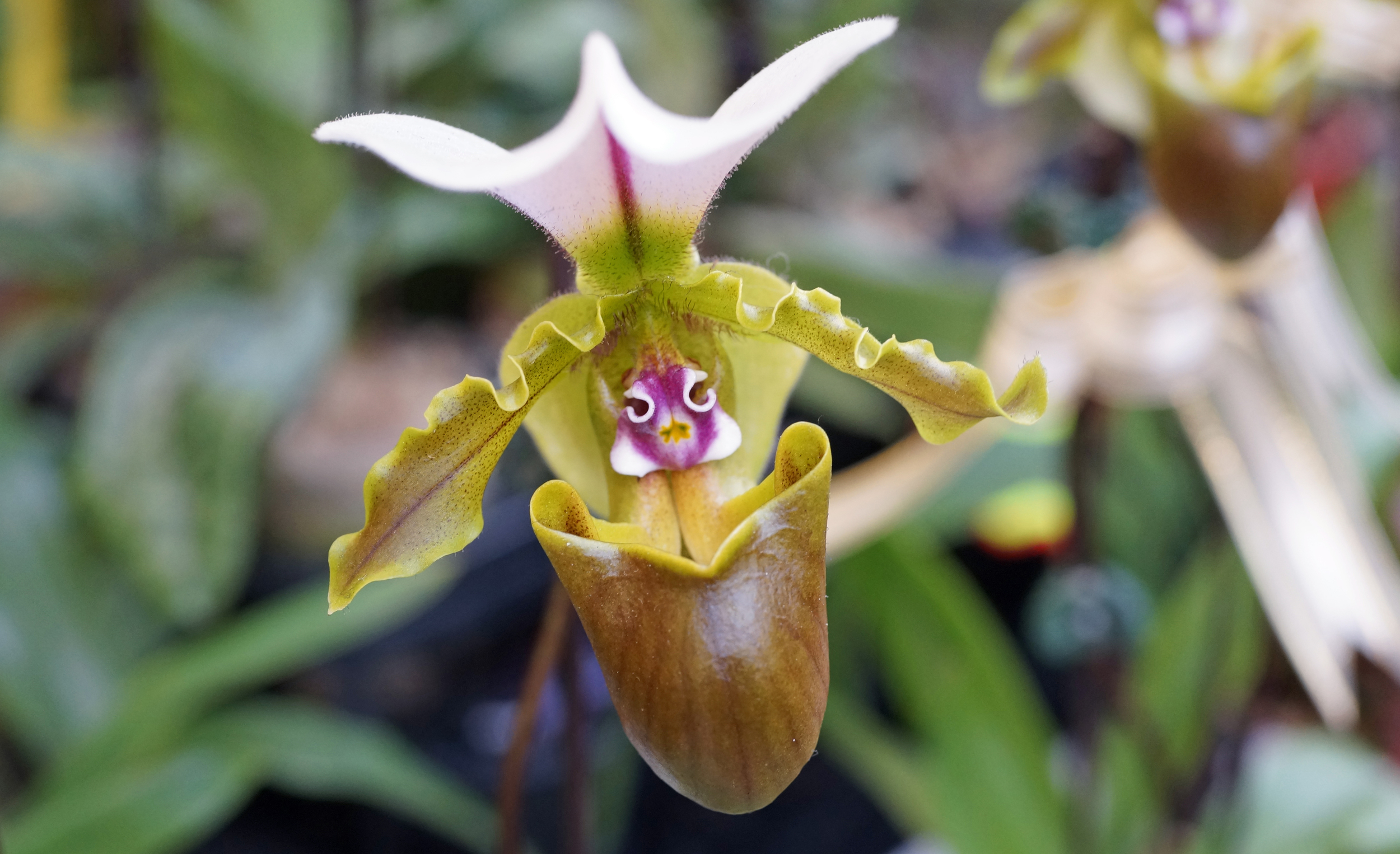 I was at the flower market in Prince Edward yesterday and came across this positively creepy plant that looks vaguely human / cartoonish, it looks like some sort of fly eating pitcher plant.