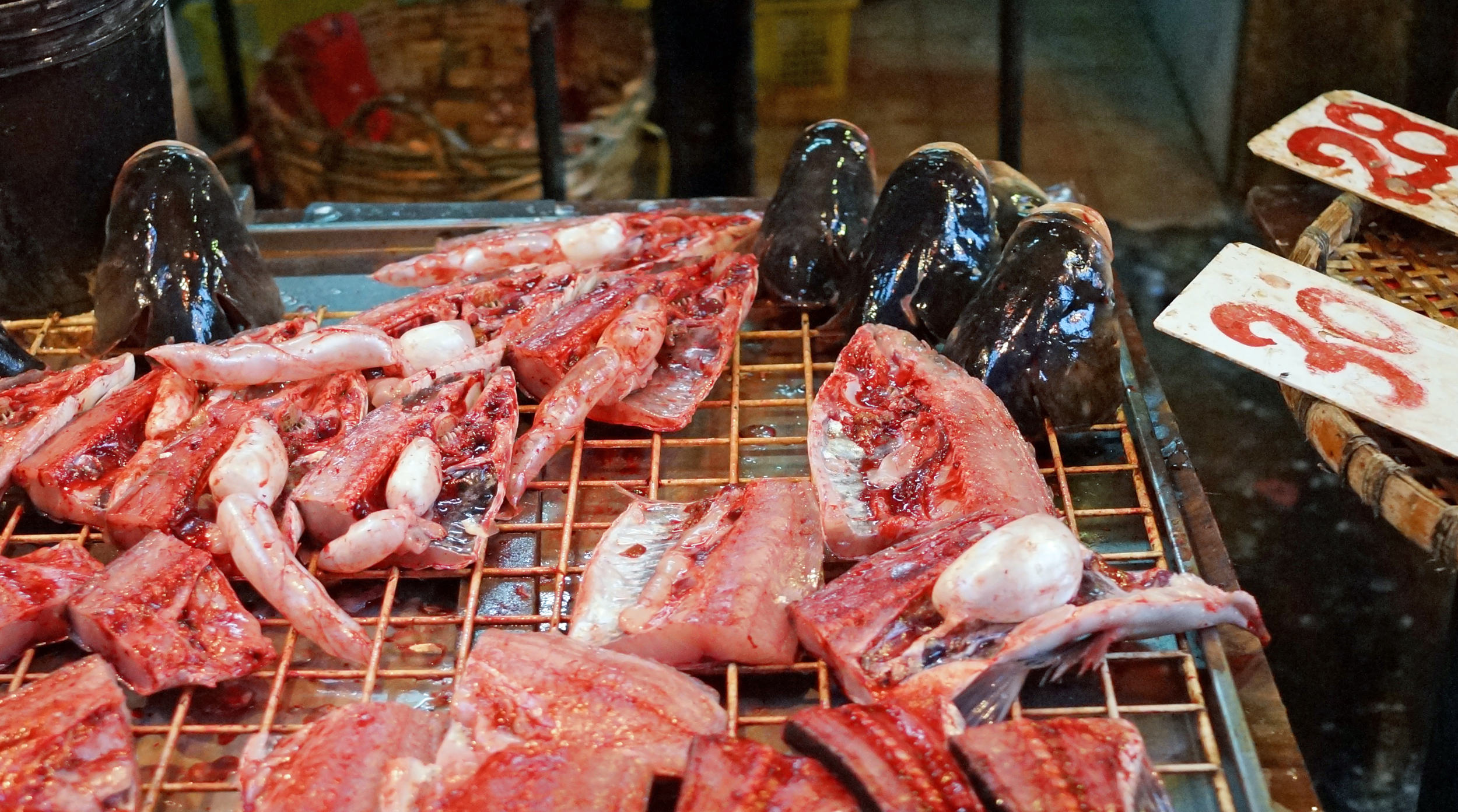 Zombie fish - not for the squeamish.