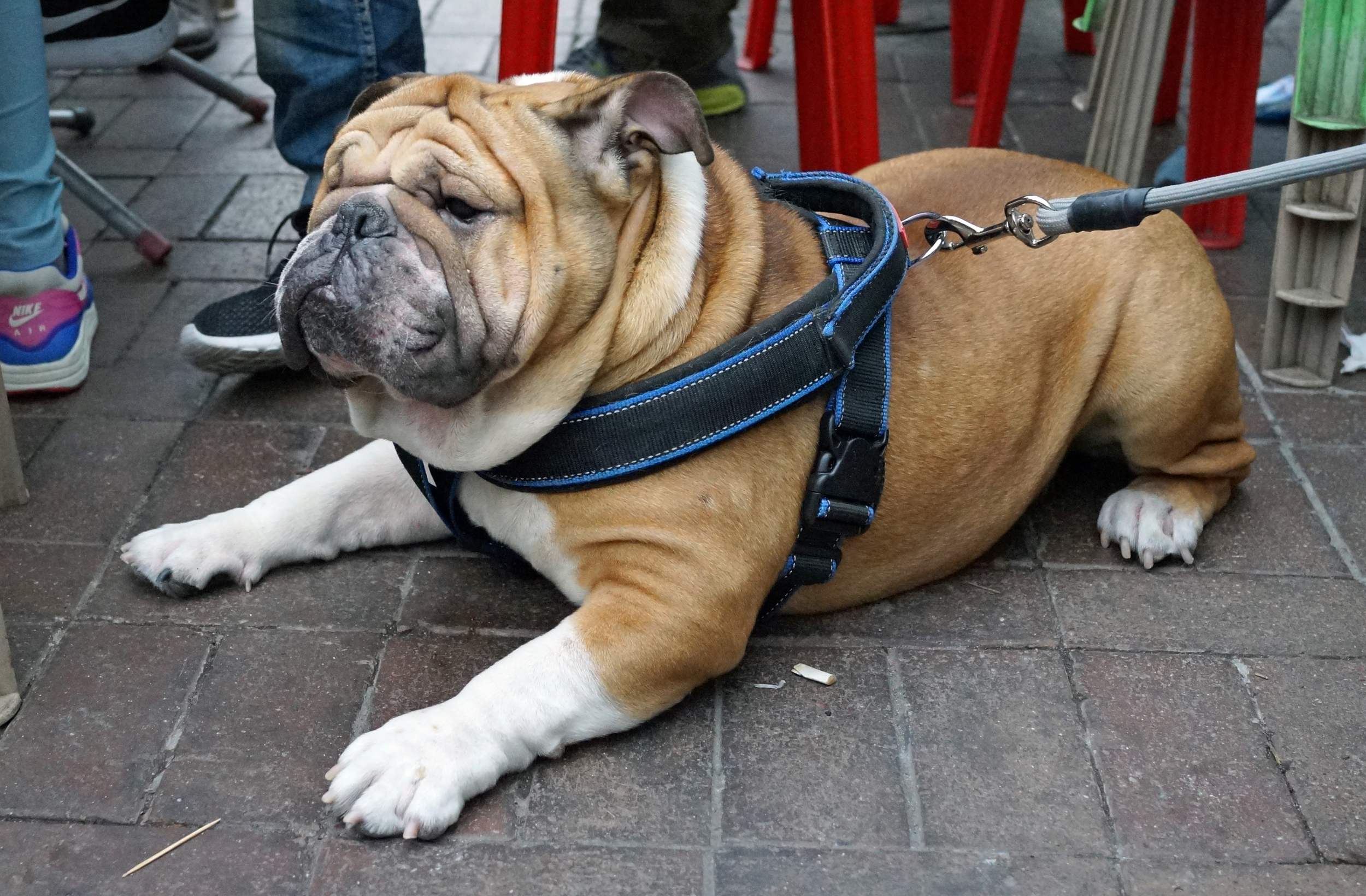 I came across this rather magnificent British Bulldog on Cheung Chau Island