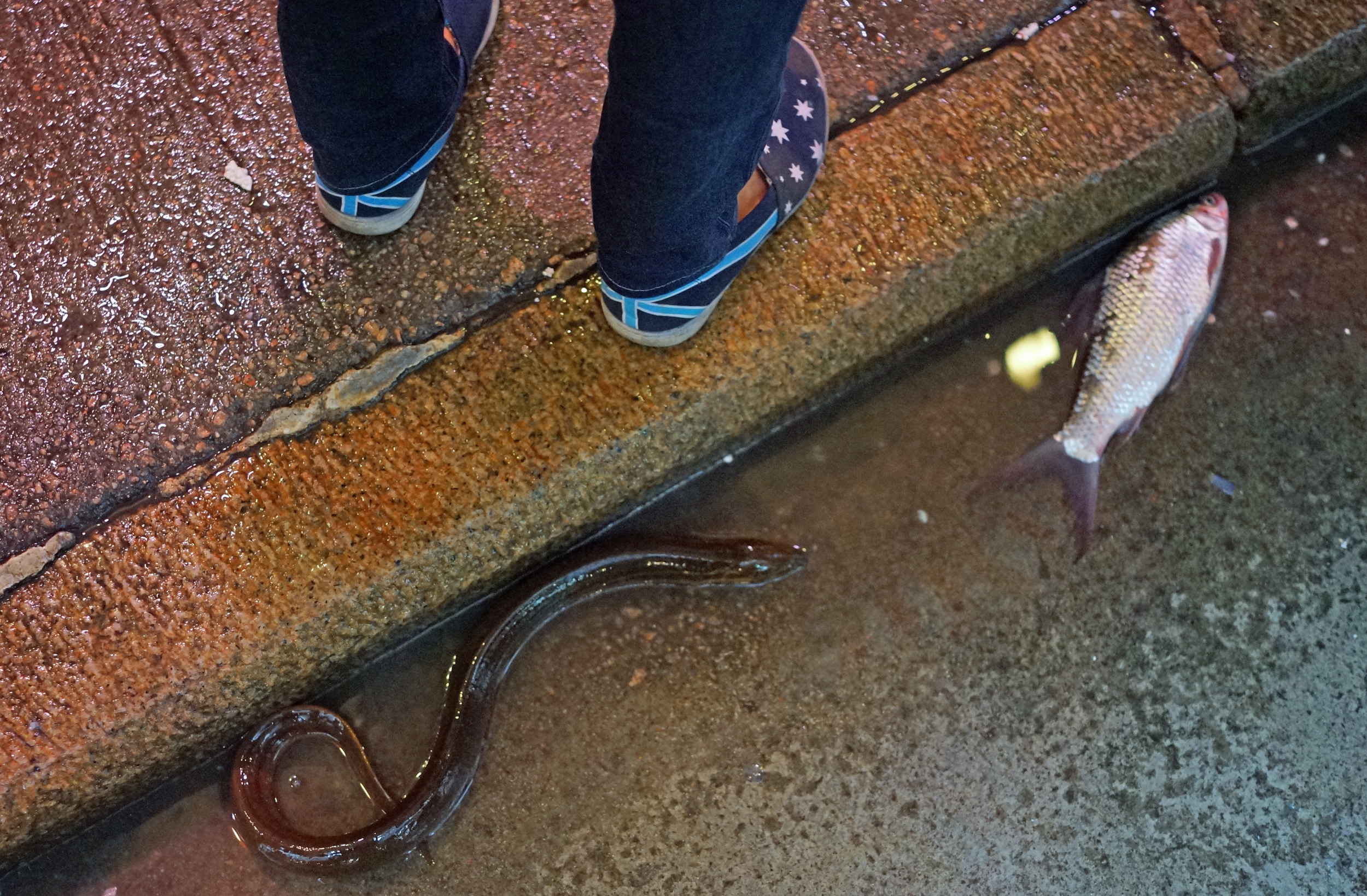An eel and a fish made a forlorn bid for freedom at Wanchai wet market