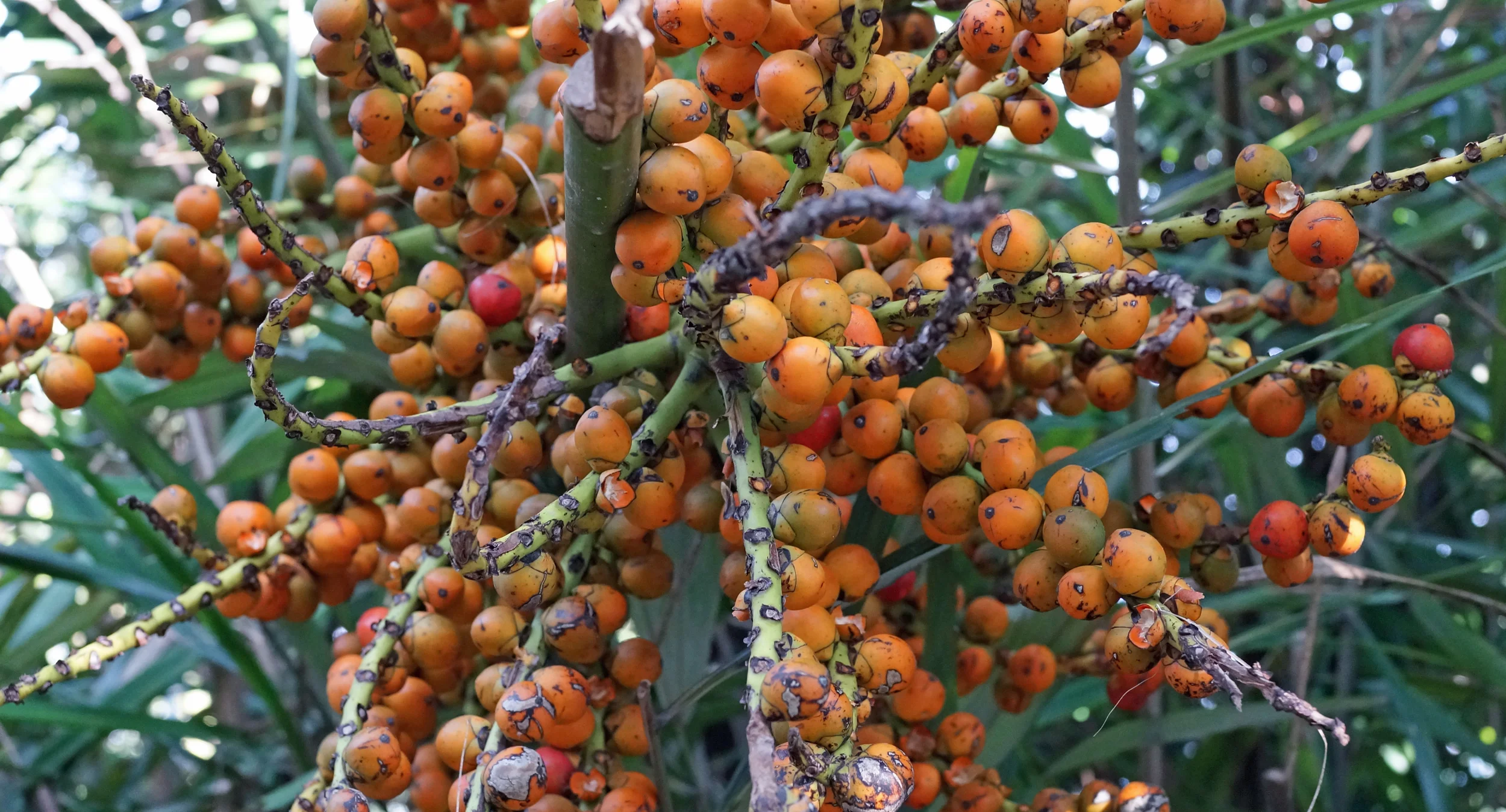 Some sort of inedible fruit that can be mashed up to make some sort of Chinese Medicine that will cure anything and everything