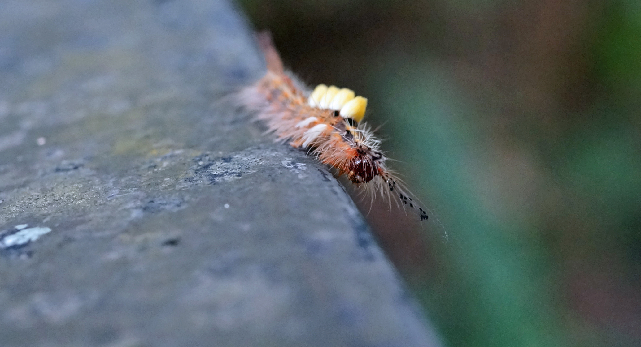 It is quite rare to see caterpillars in our cooler months