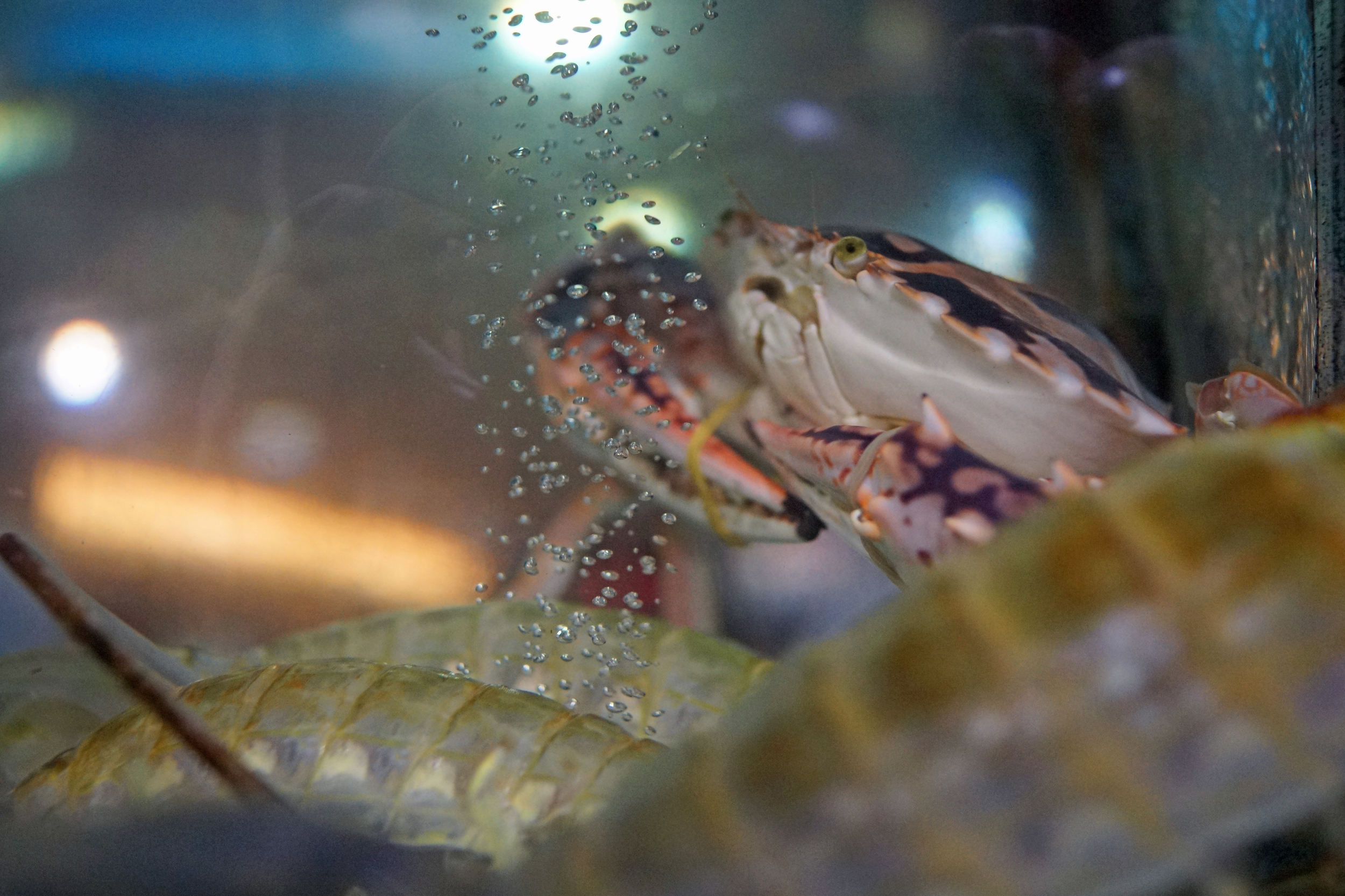 Sometimes you take a picture and the law of unintended consequences kicks in, this is one of those moments - the amazing farting prawns!.. but just look at the expression on the crabs face, priceless!