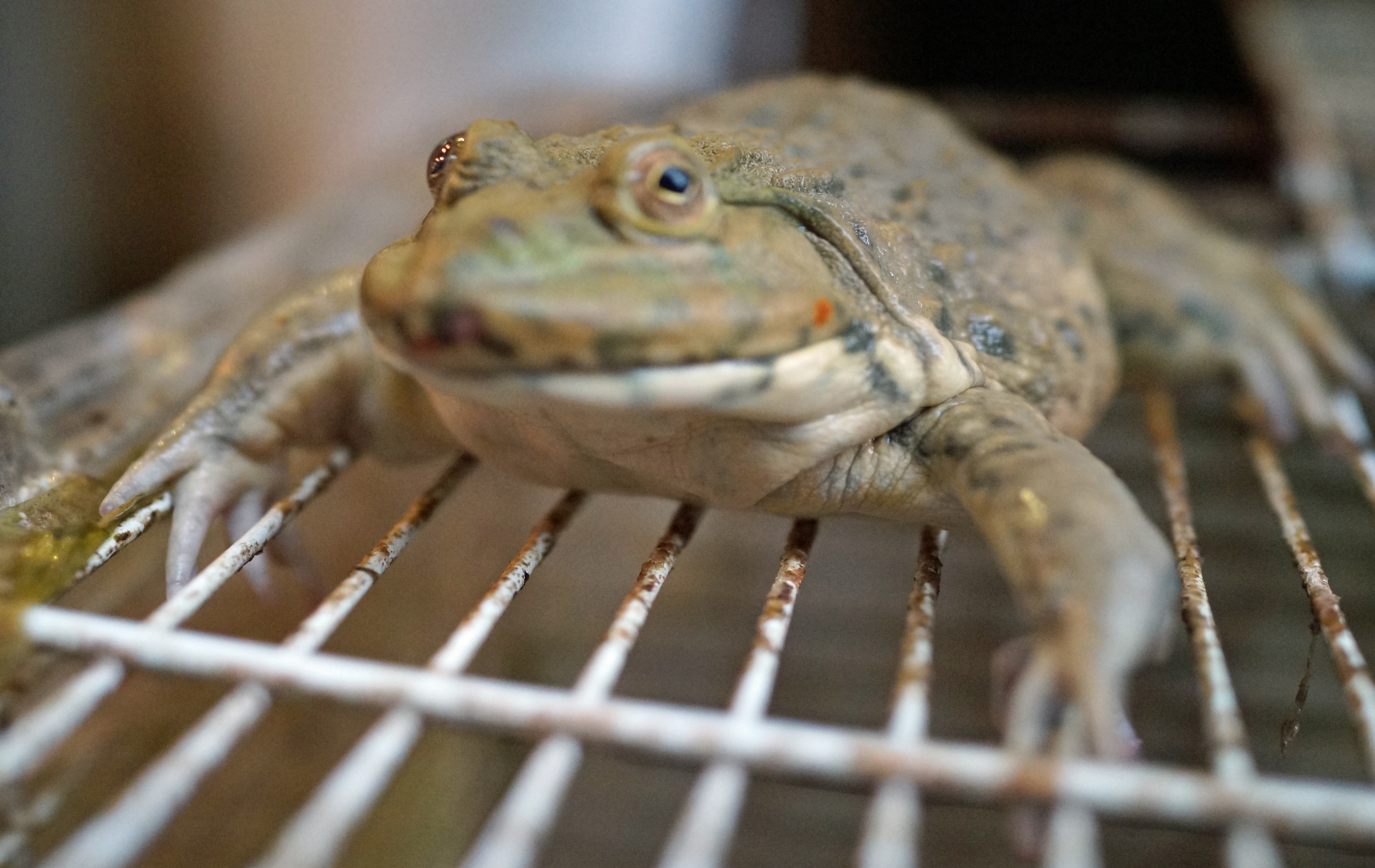 Not a happy life for a frog in Hong Kong, they sit with family and friends in a cage for 24 hours before getting their heads lopped off. Frogs have become quite popular here and you can see them at most wet markets contemplating the frog afterlife. -