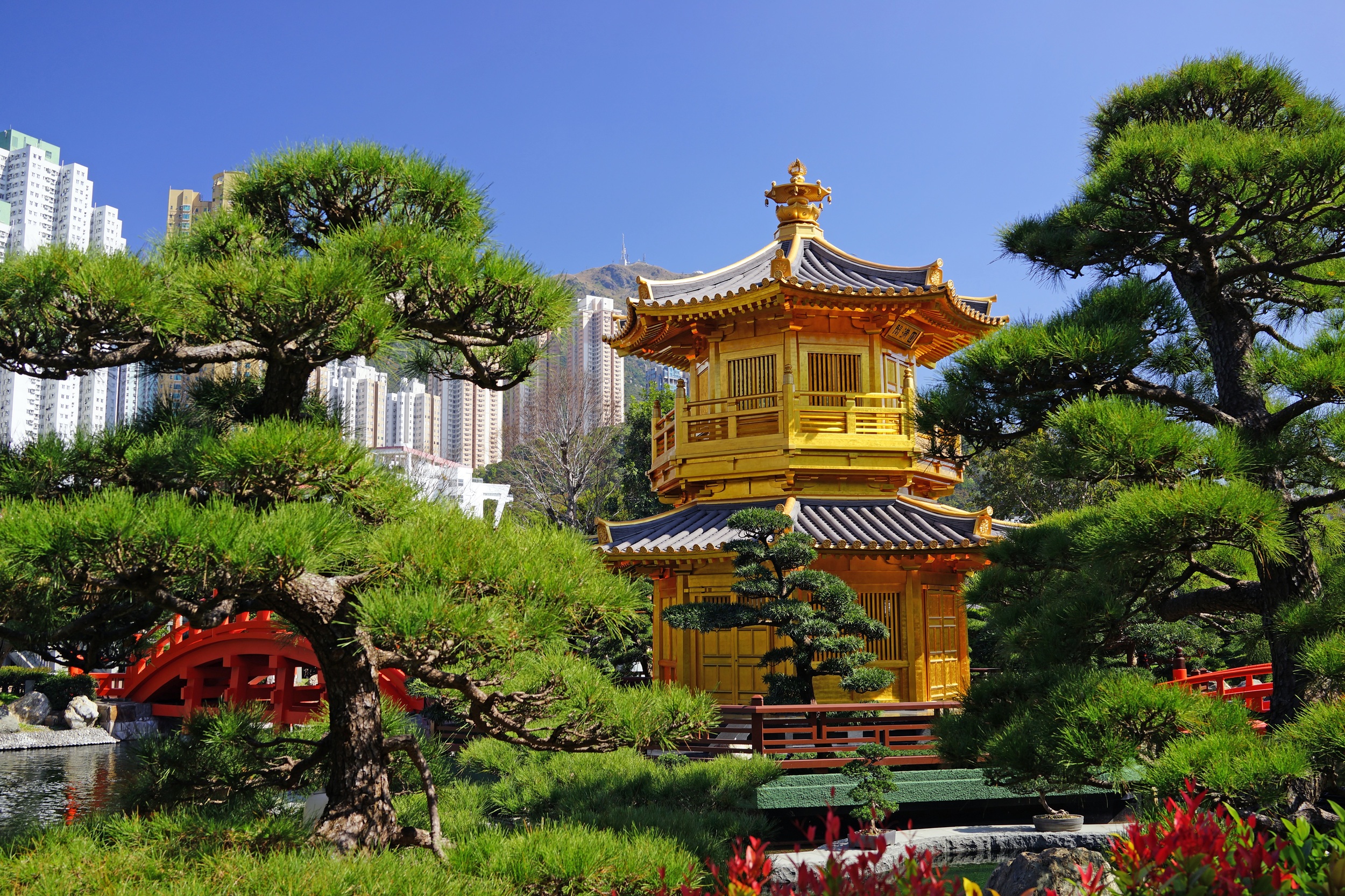 The gold pagoda and red (!) bridge recently underwent a 6 month face lift at the Nan Lian Garden attached to the Chi Lin Nunnery in Diamond Hill.... quite lovely