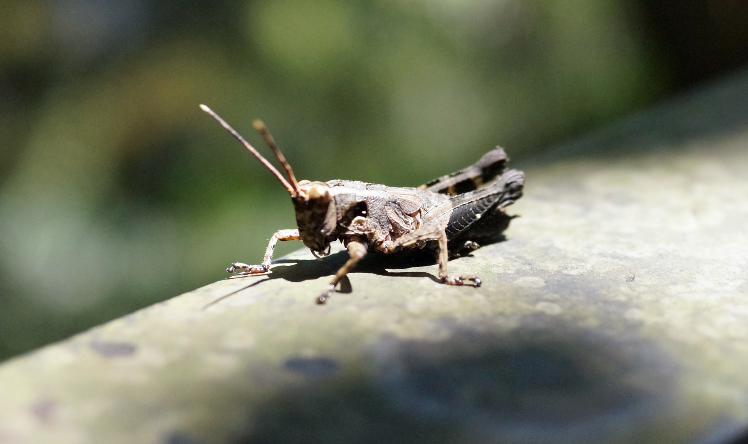 Other than spiders and small ants, bugs are few and far between, I was lucky enough to shoot this little critter on my Peak walk on April 15th 2015 -