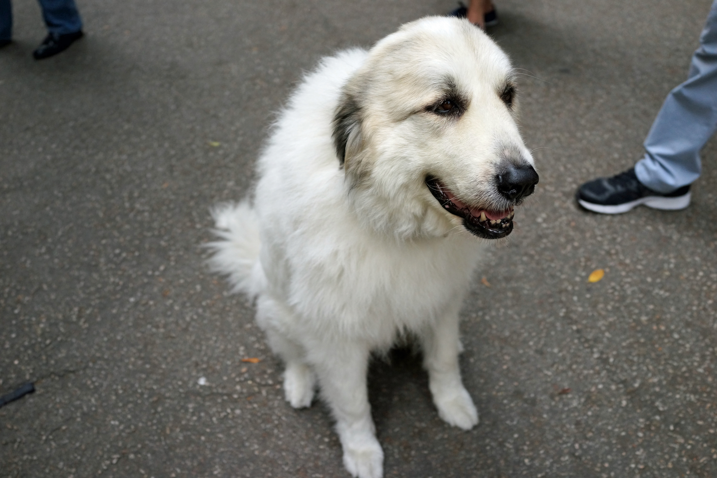 This is a Great Pyrenees dog which we happened across at St. Johns Cathedral - the image does not do justice to the size of this gentle giant, it was HUGE! -