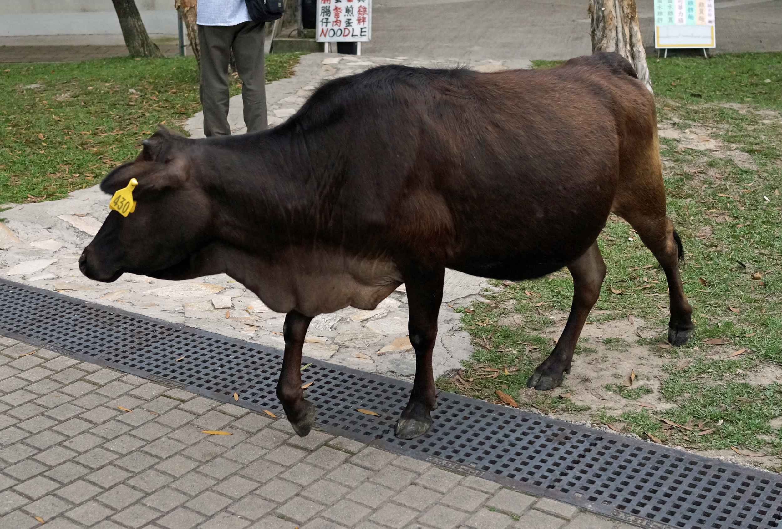 Every now and then at the Big Buddha on Lantau Island you will come across wandering cows