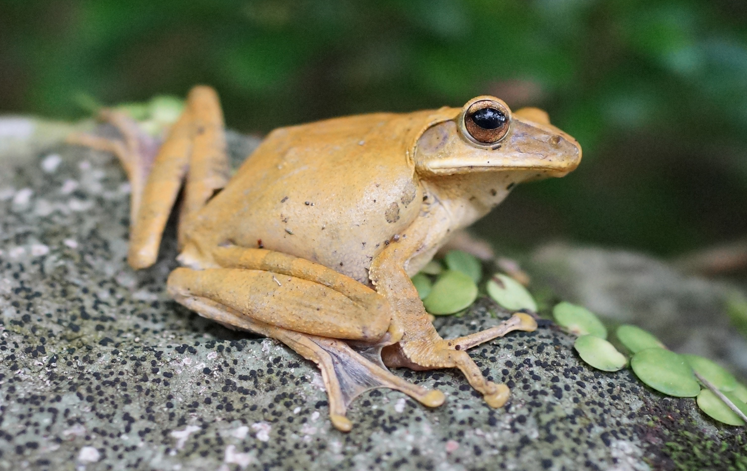 One of my rare shots of a frog in the wild, I spotted this one at the Peak, hopefully it will lead a long and happy life and not end up in someone's pot! -