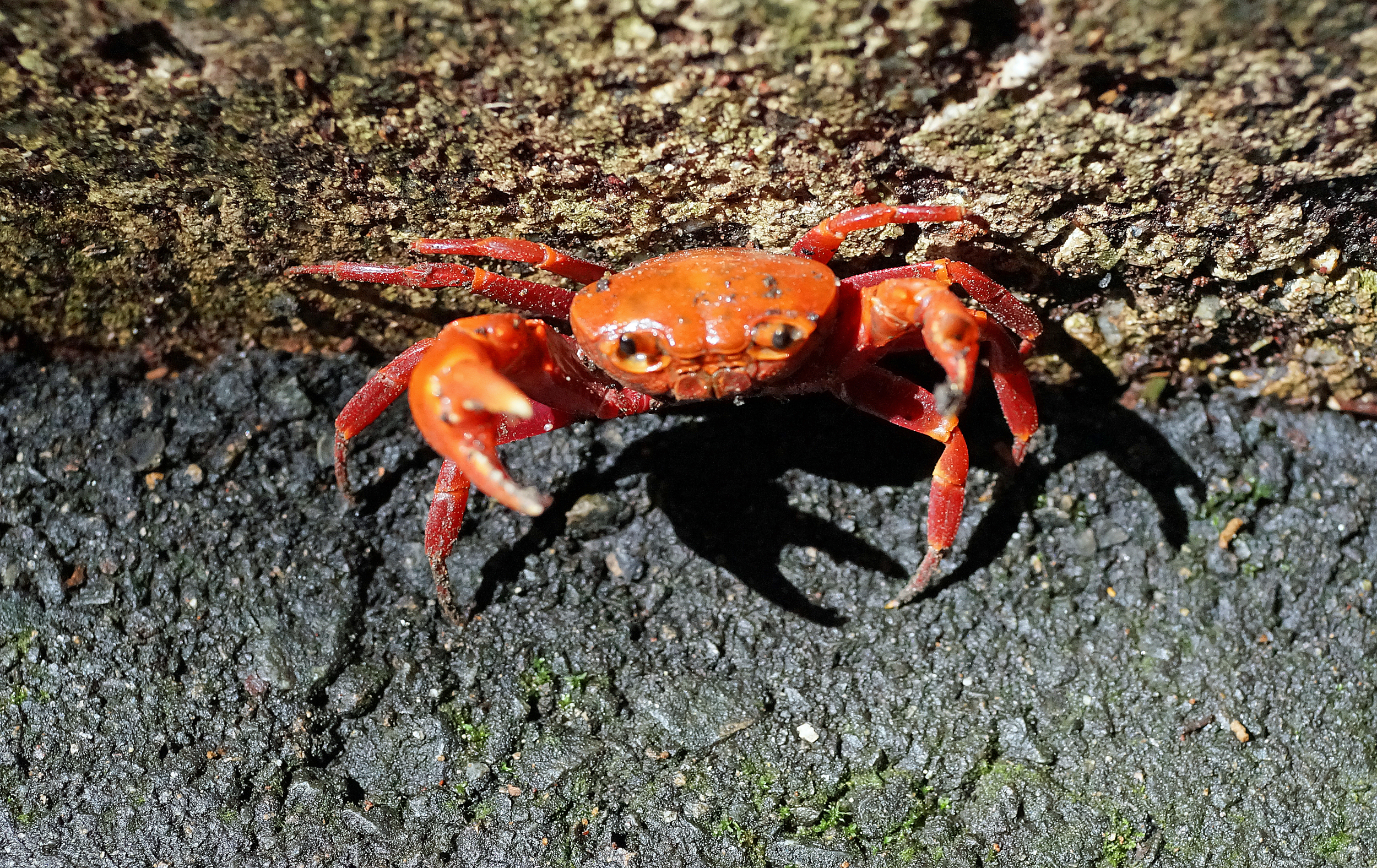 I was 1,375 feet above sea level near my spot at the Peak and I came across this rather bizarre sight of a crab eyeballing me! there isn't a lot of wildlife at the Peak so I think this must be the apex predator up there! -