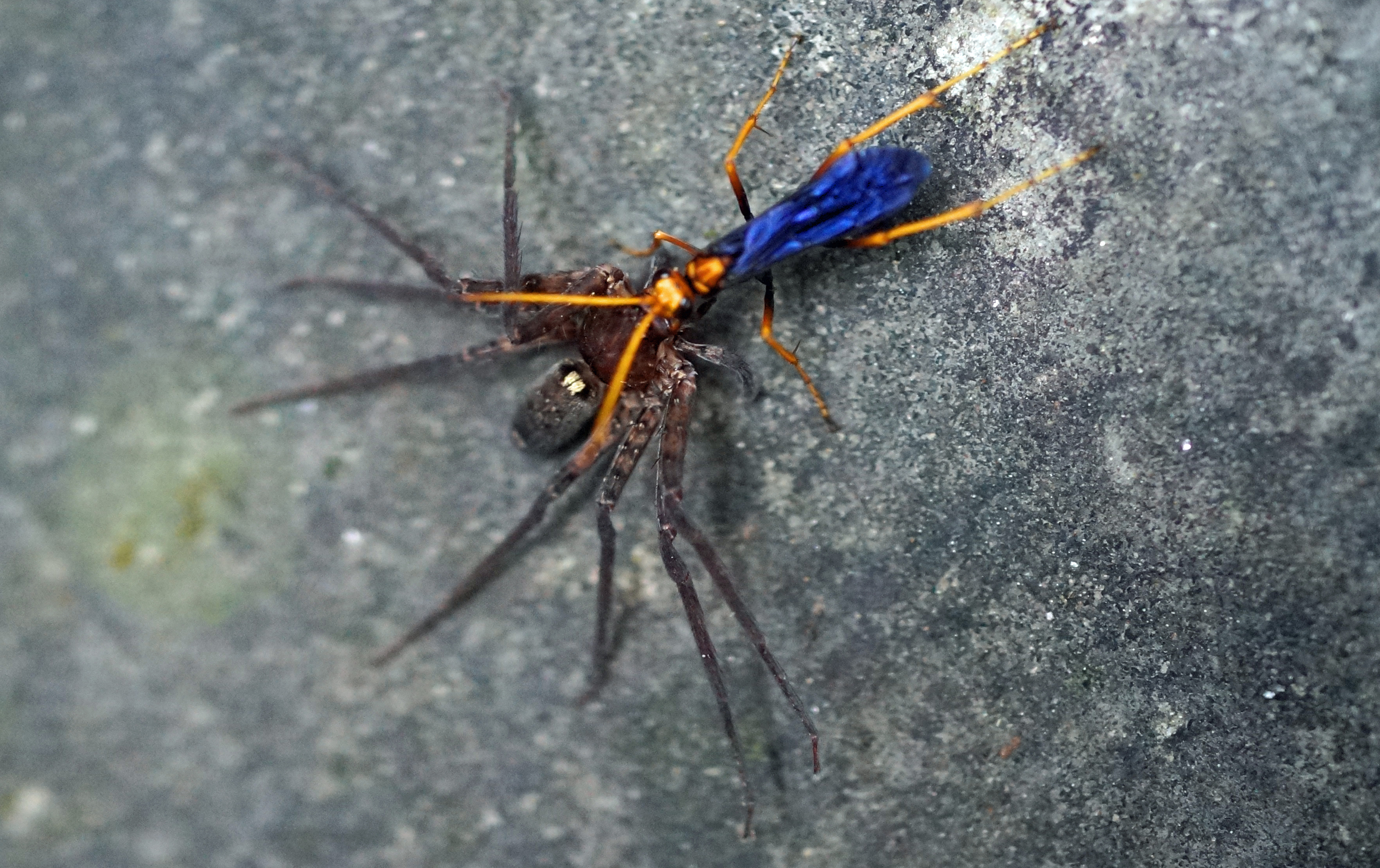 I have often seen these blue winged bugs at the Peak and often wondered if they were poisonous and yes, they are, this poor spider was dead in a nanosecond after being bitten by said bug