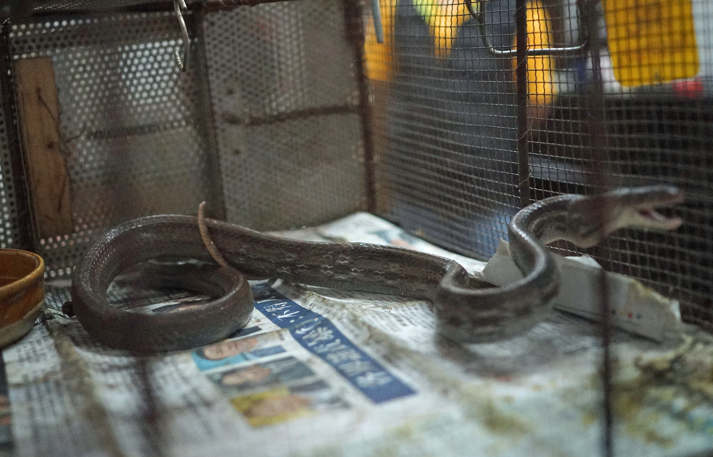 I am at the point were I am overcoming my fear of poisonous snakes although this little bugger tried very hard to bite me.. it was very aggressive and a jolly good job it was in a cage. Mind you it spends all day watching it's brethren being sliced, diced, butchered etc to be turned into snake soup and snake wine.. I would be a little ticked off! .