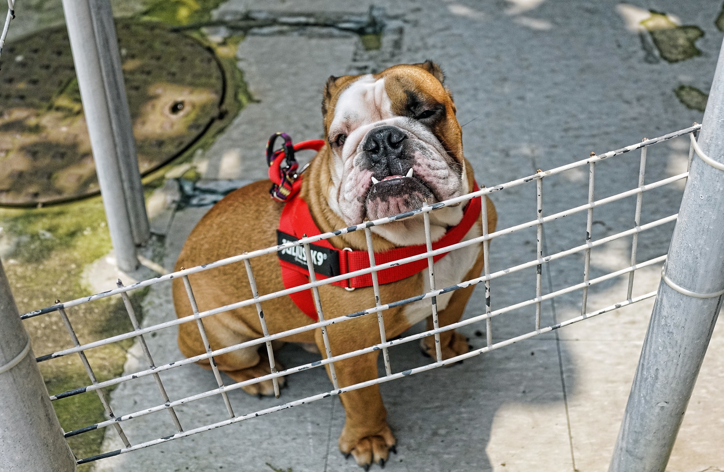 What a lovely dog, it makes it's home in Stanley Market and a friendly chap as well!