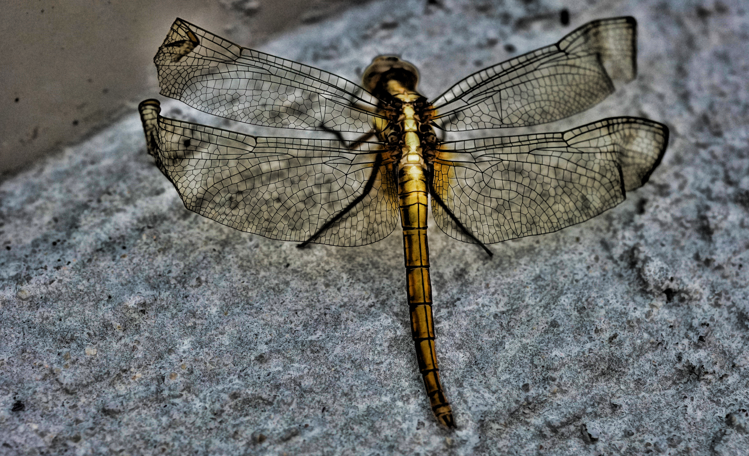 Normally my bug images are rubbish, I have a fabulous camera but I have never really had the patience to do macro photography, this is the first half decent image of a dragonfly that I have taken.