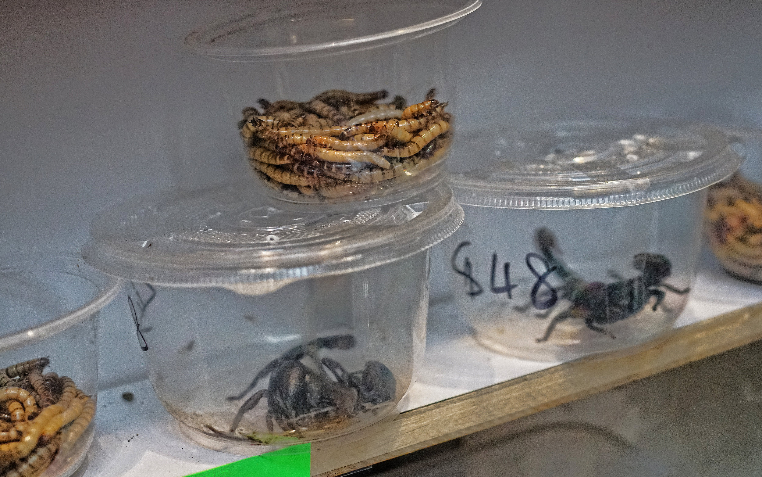Over the years the Goldfish Market has morphed into more of a Pet Market and there are all sorts of weird things on display like these scary scorpions!! -