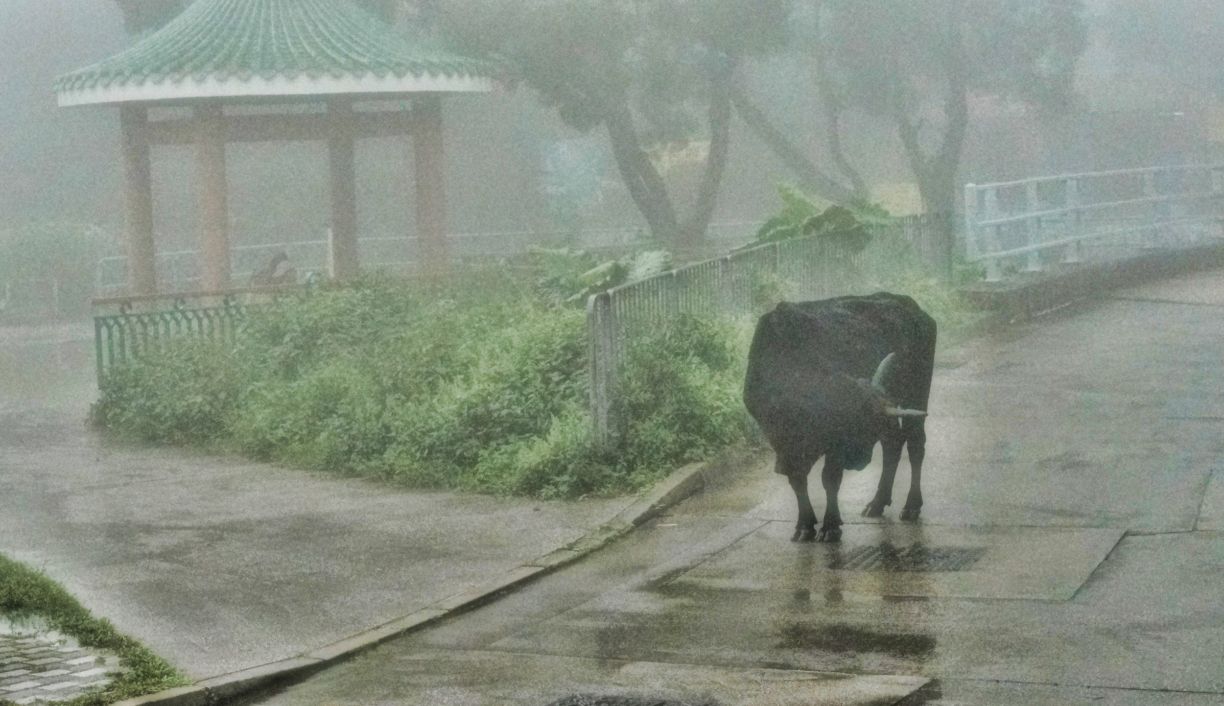 It can get quite mystical up at the Big Buddha on Lantau Island, there are days were you cannot see 2 feet in front of you and all of a sudden you are confronted by a..... cow! The cows are friendly enough mind.