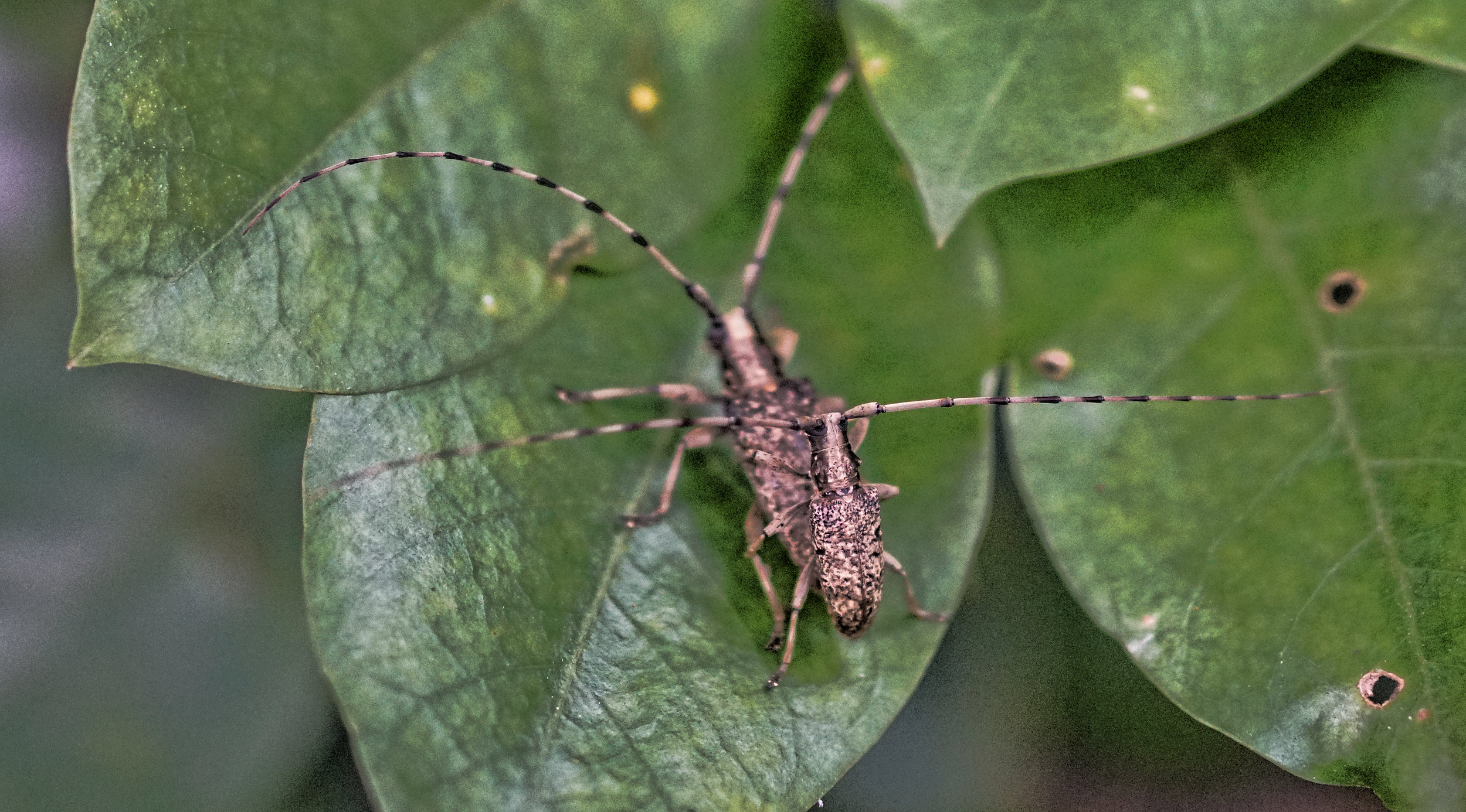 Have a guess which is the male of the species! yep, that would be the smaller one doing what small bugs do... it is more than likely he will become an ex bug once the fun and games are over, bummer!