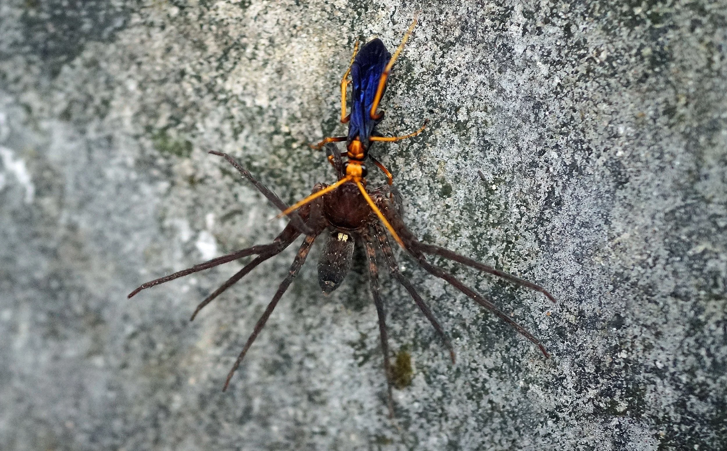 Blue Bug.jpg